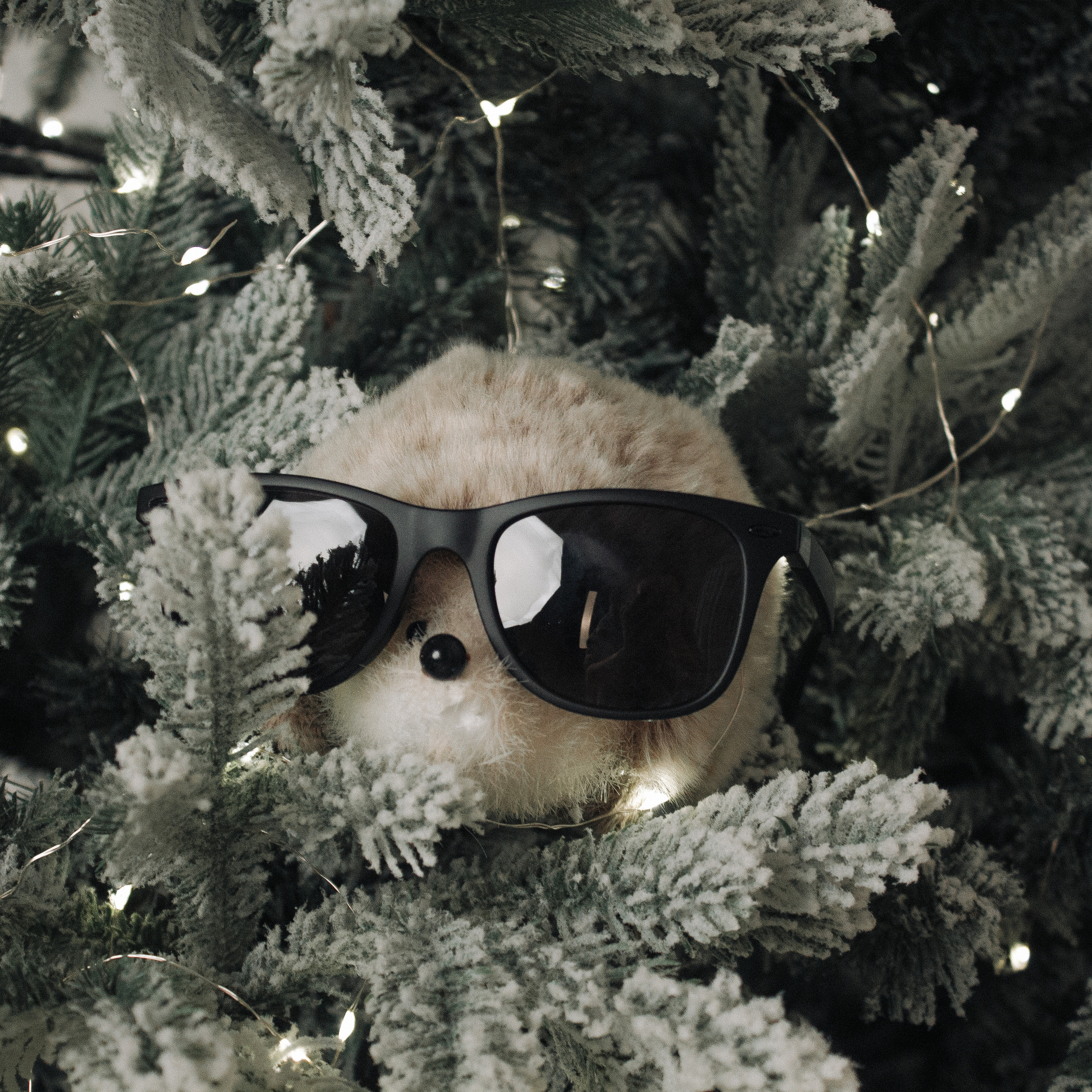 Roman (musician). Wedding and portrait photographer in Beograd Ekaterina Makedonskaya