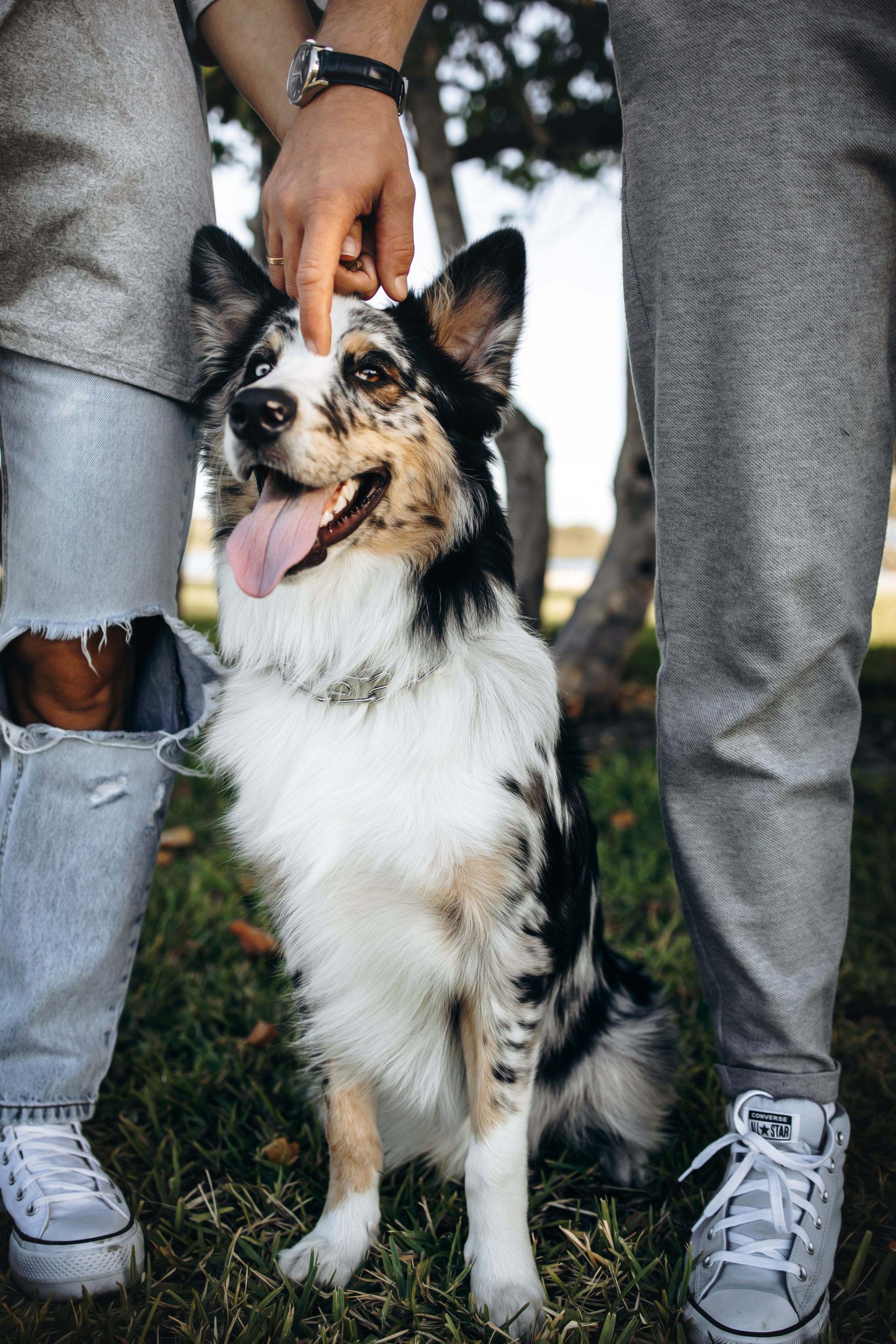 Gru, Marta & Vladimir. Pet Photographer Viktoriya Aleshenko