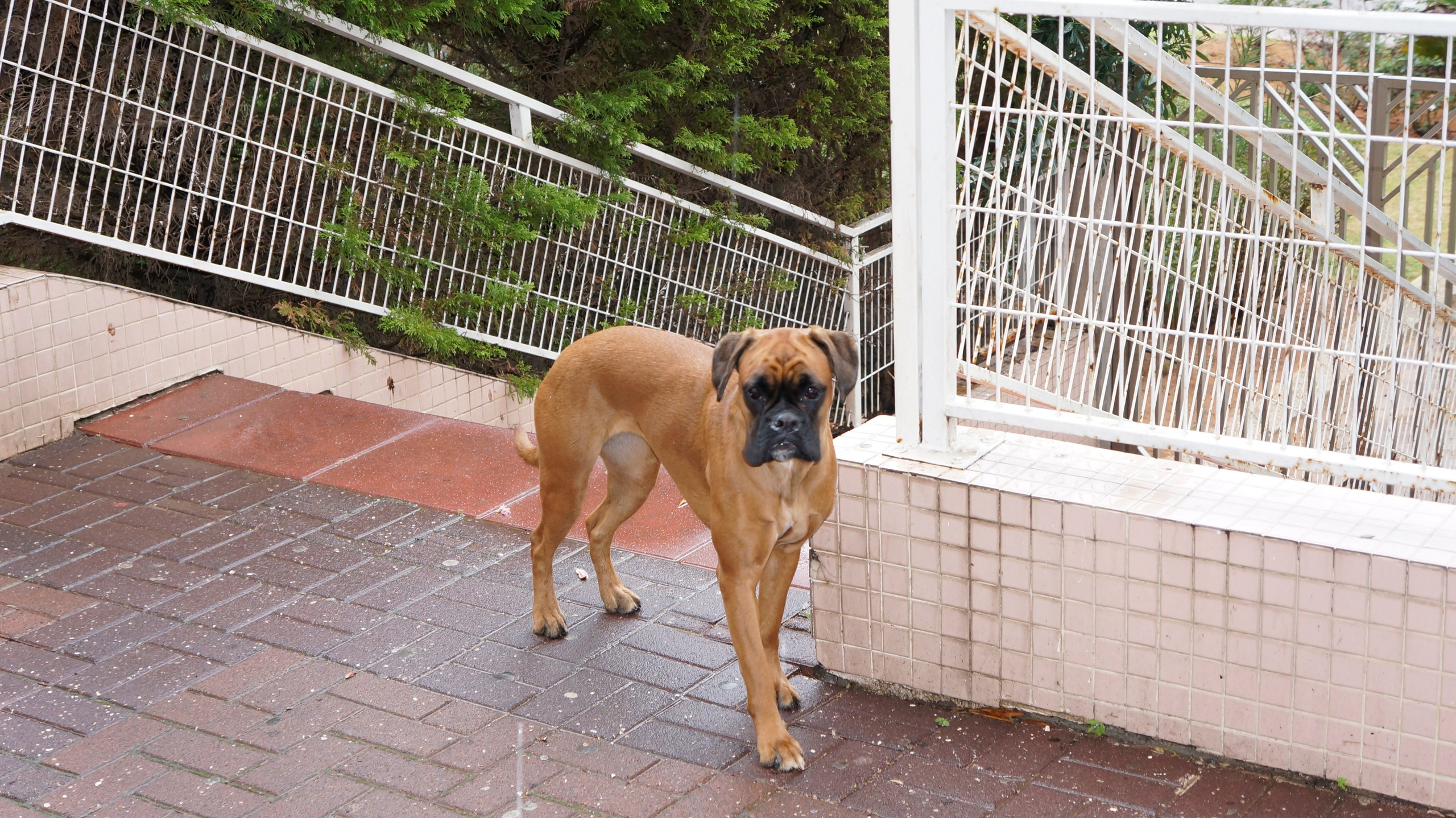 My ״Star״ Boxer Dog