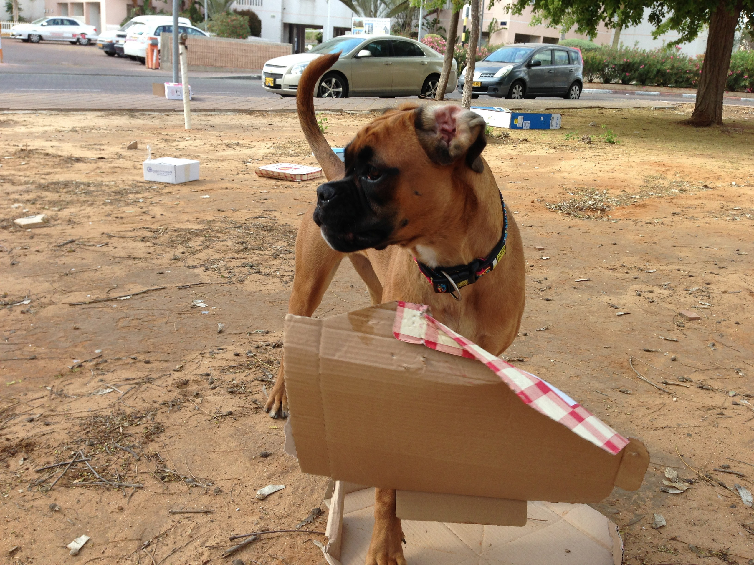 My ״Star״ Boxer Dog