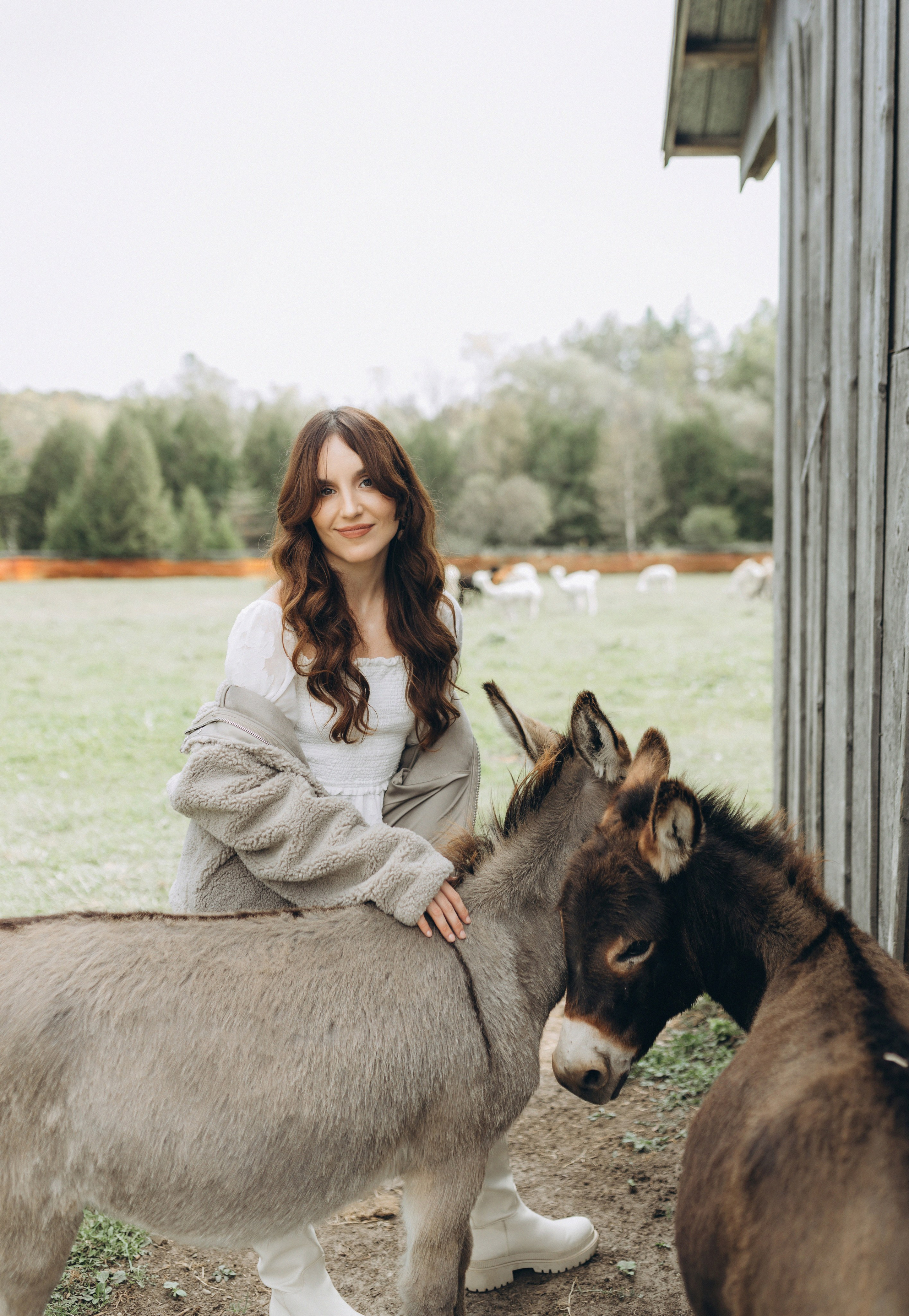 Alpacas Farm. Chernenko.photography