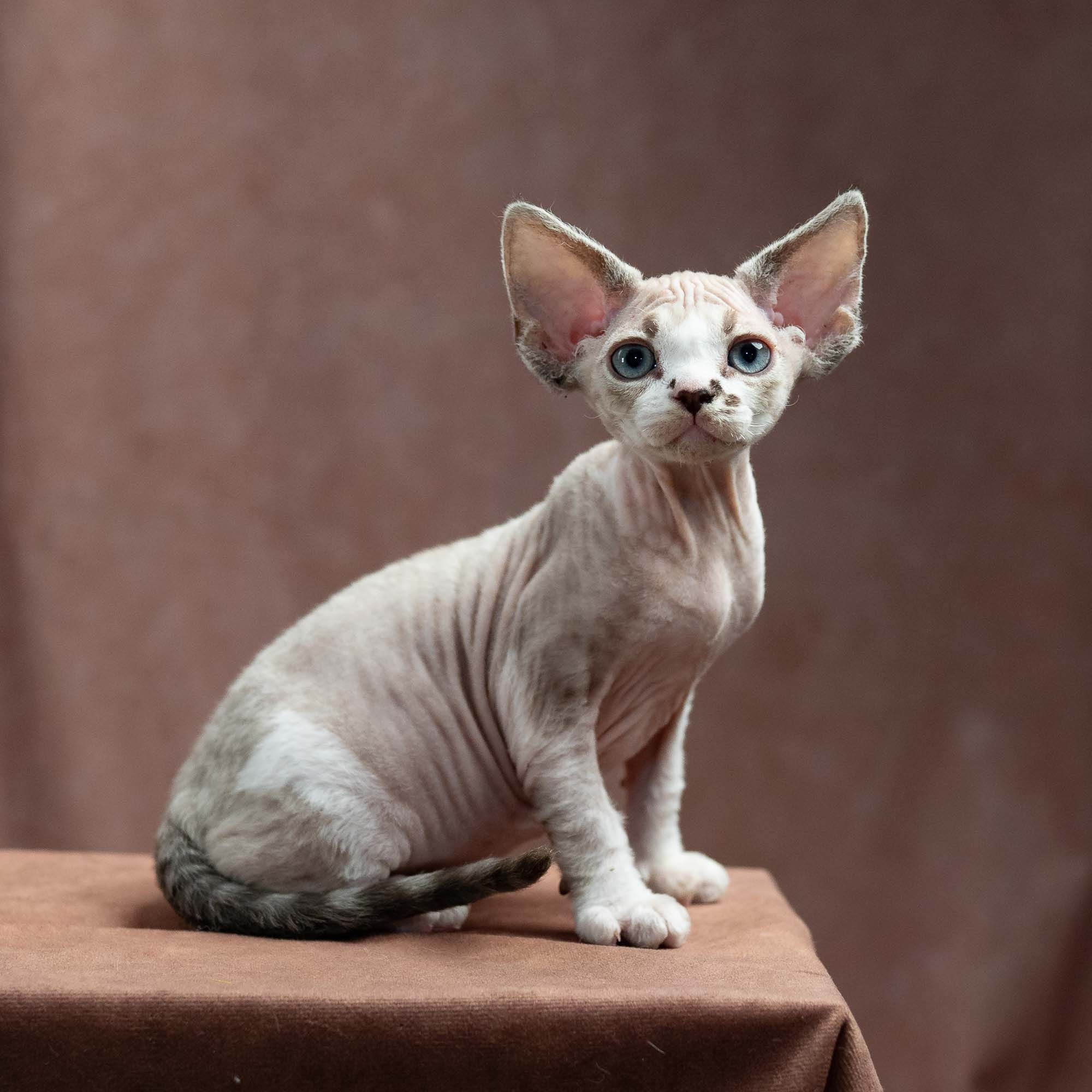 Frank, boy, born on 01.01.25. Devon Rex Pixie Cattery