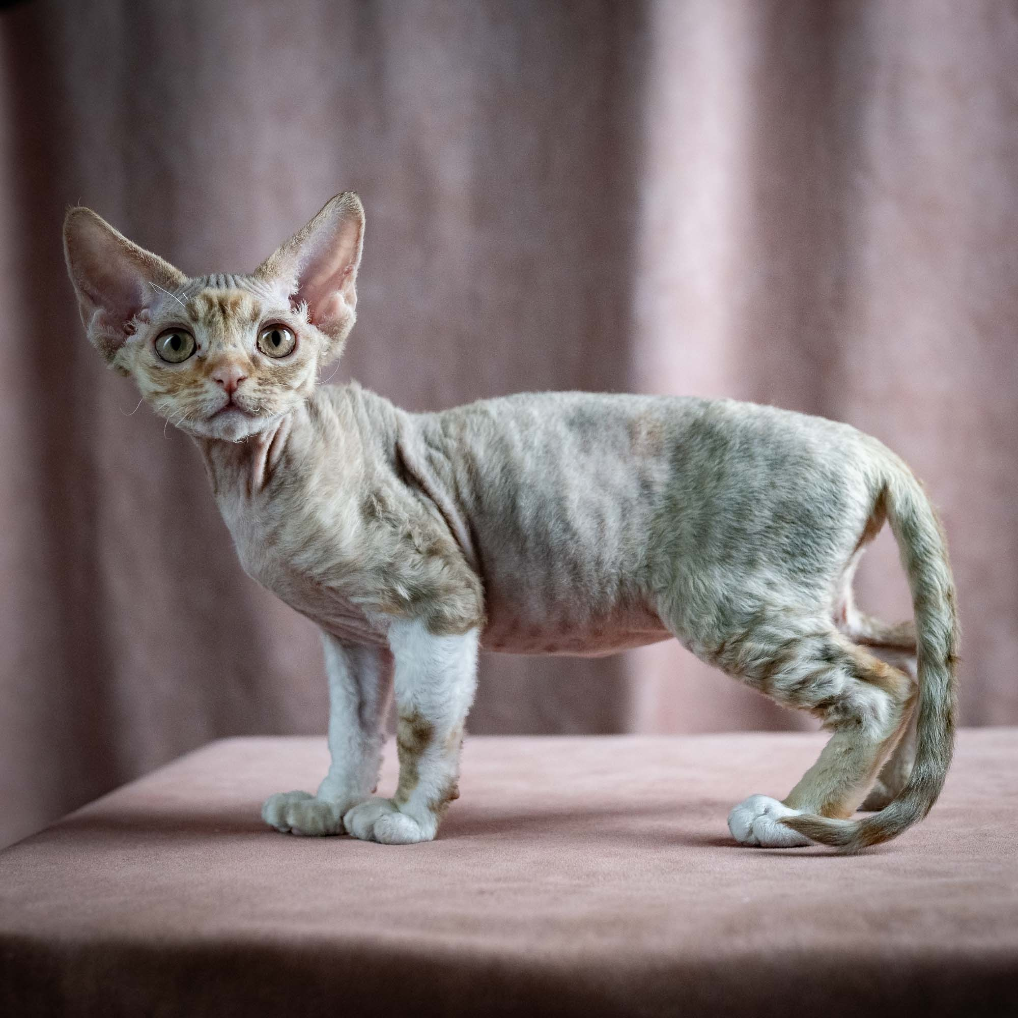 Ophelia, girl, born 02.08.26. Devon Rex Pixie Cattery