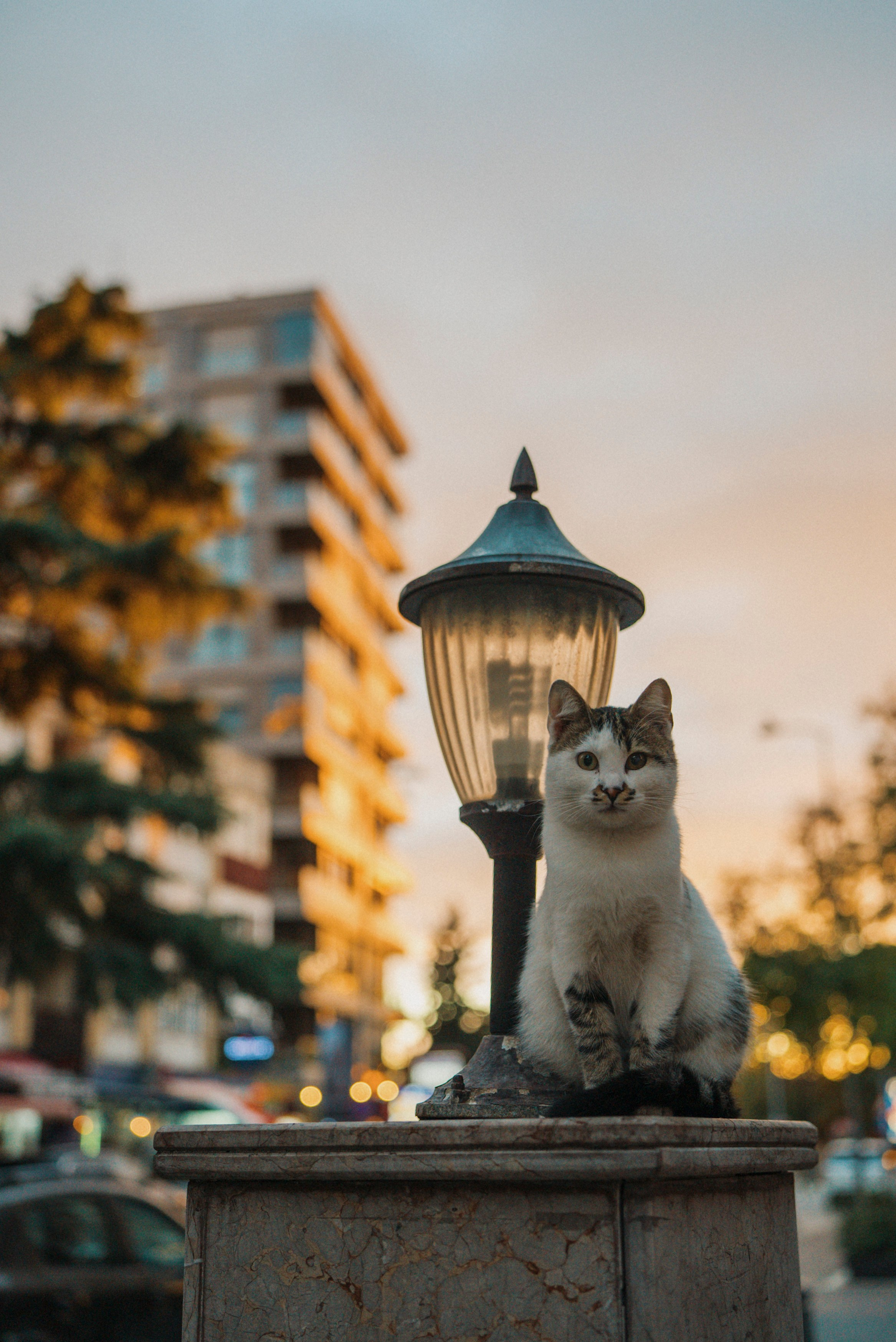 СТАМБУЛ. Стрит-фотография, полная абсурда, идиотизма и красоты