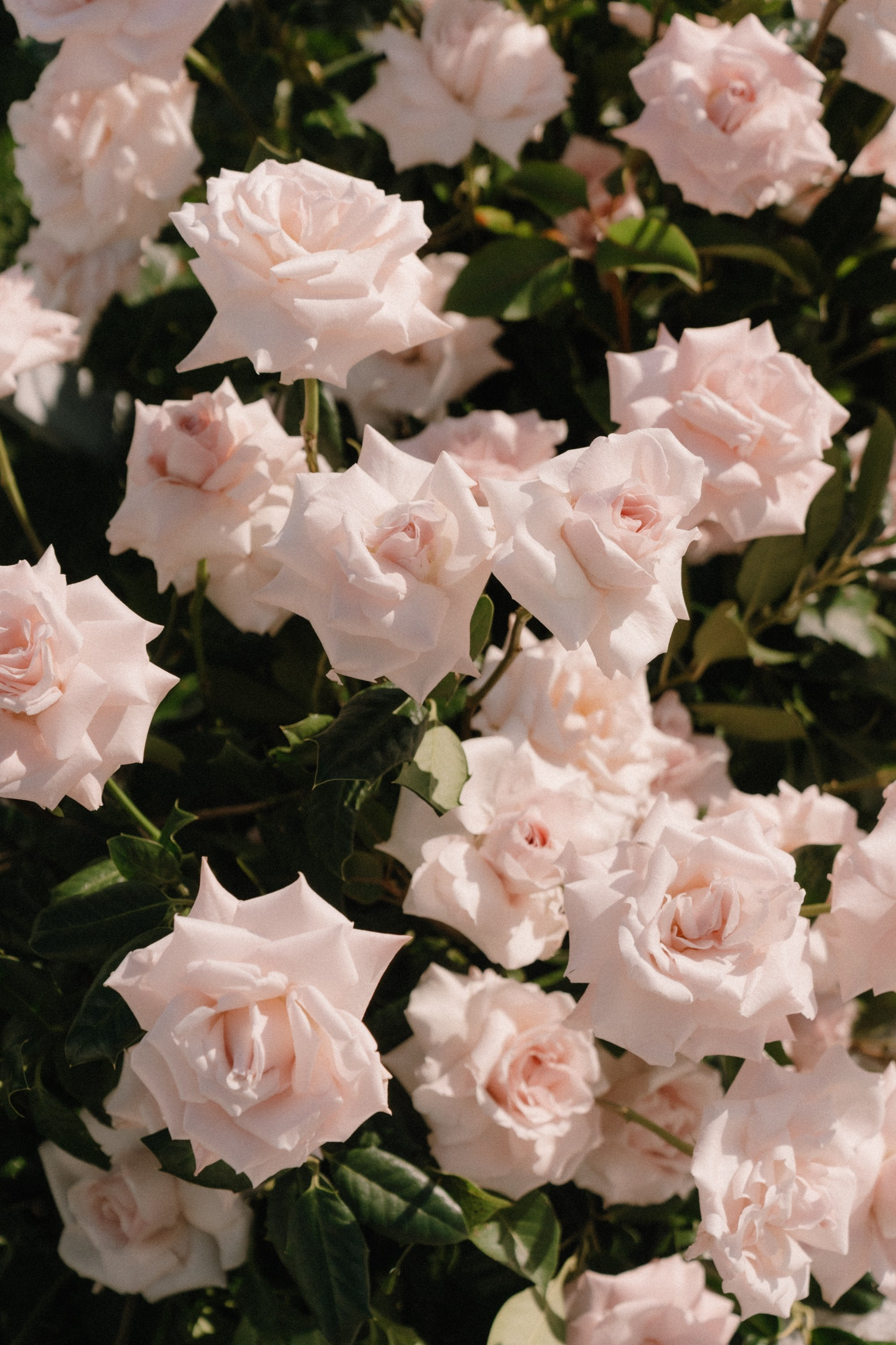 Emily and Vito. Wedding photographer and videographer New York | New Jersey