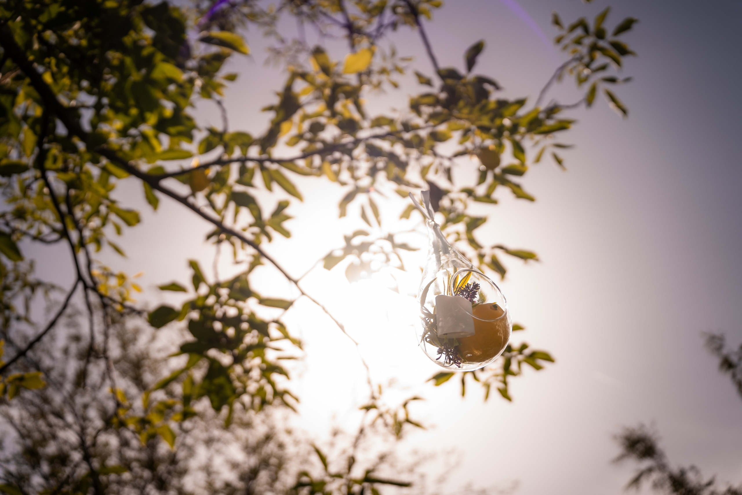 Cununie Sasha & Antonia