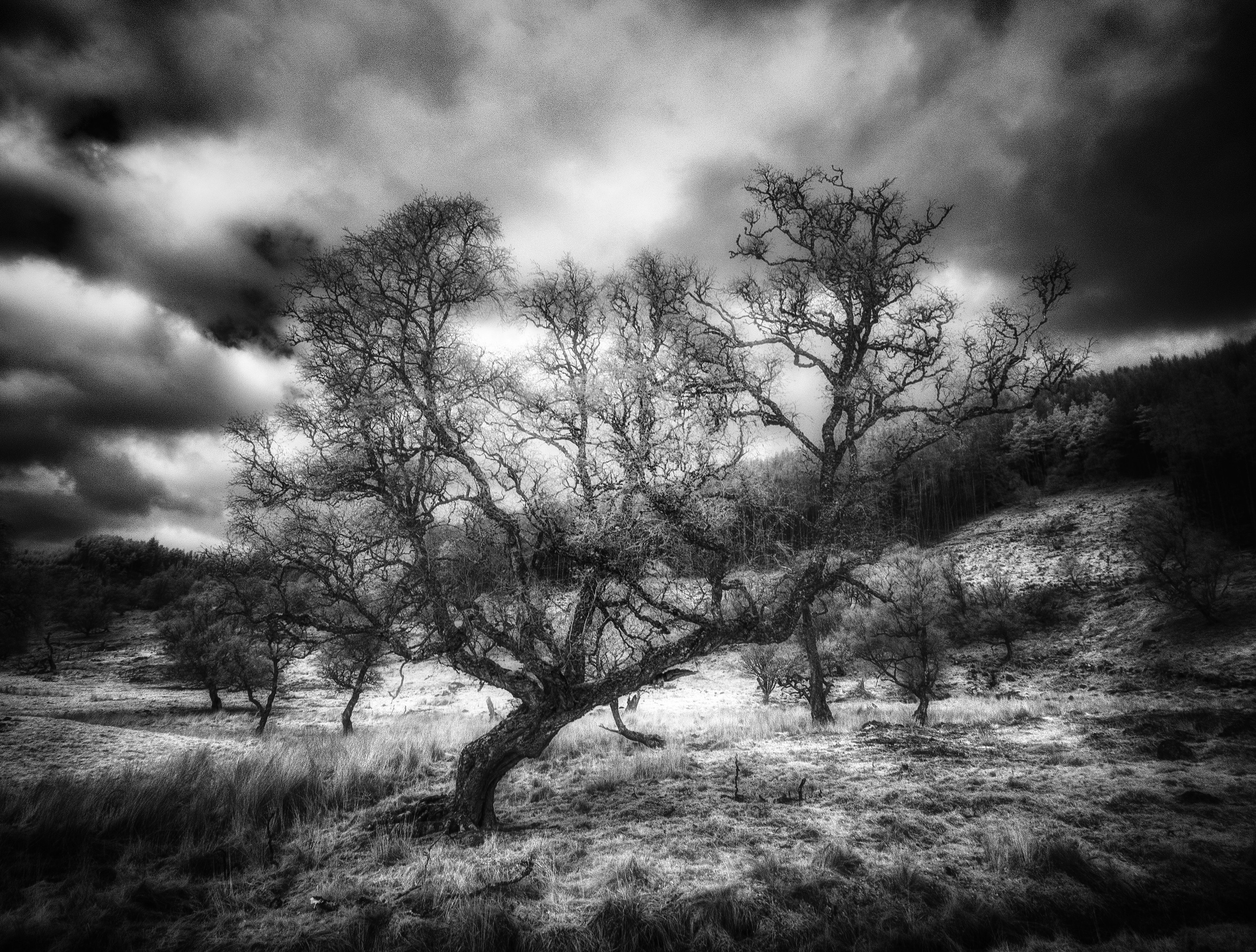 Trees. Infrared Scotland