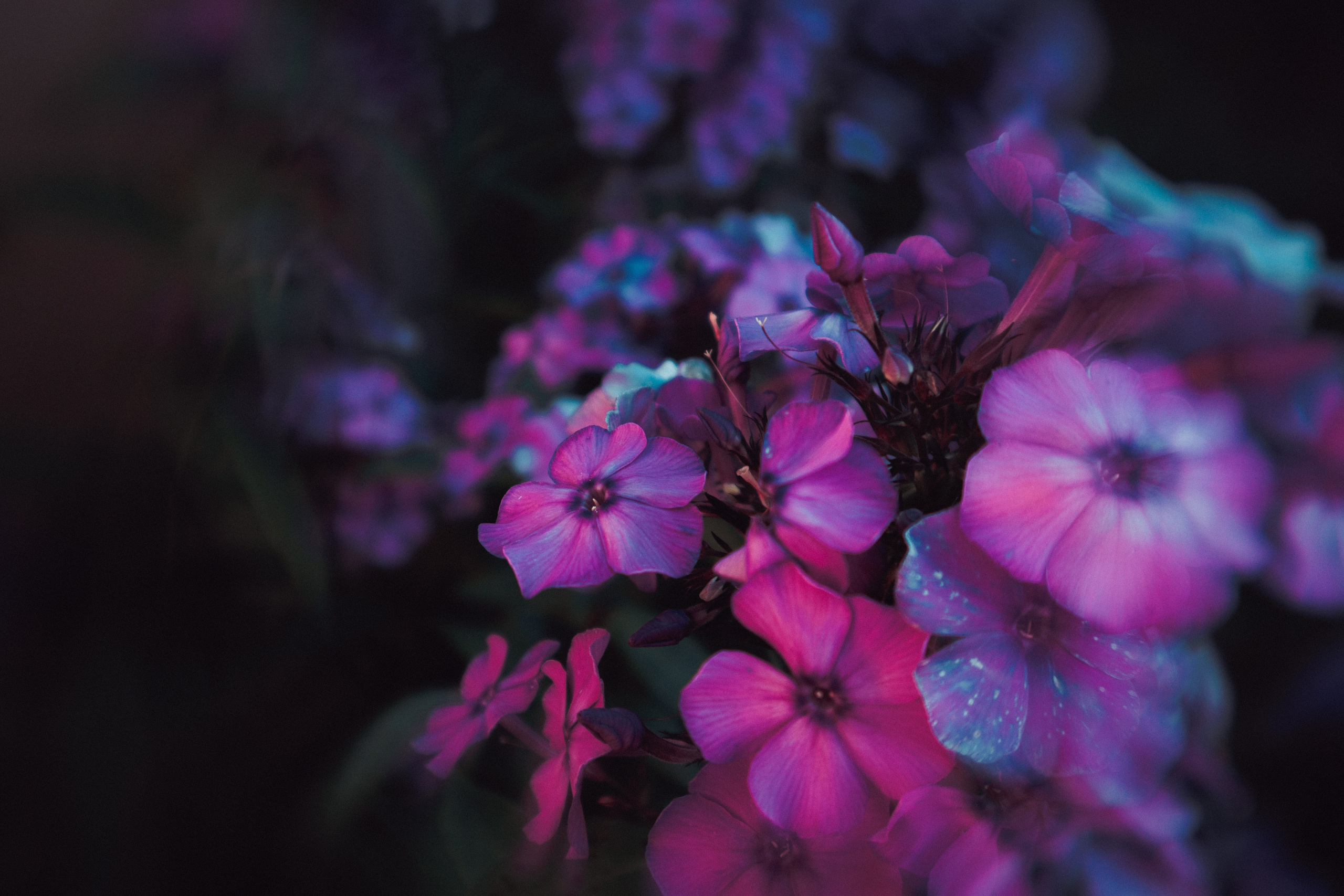 «Фотохроники»