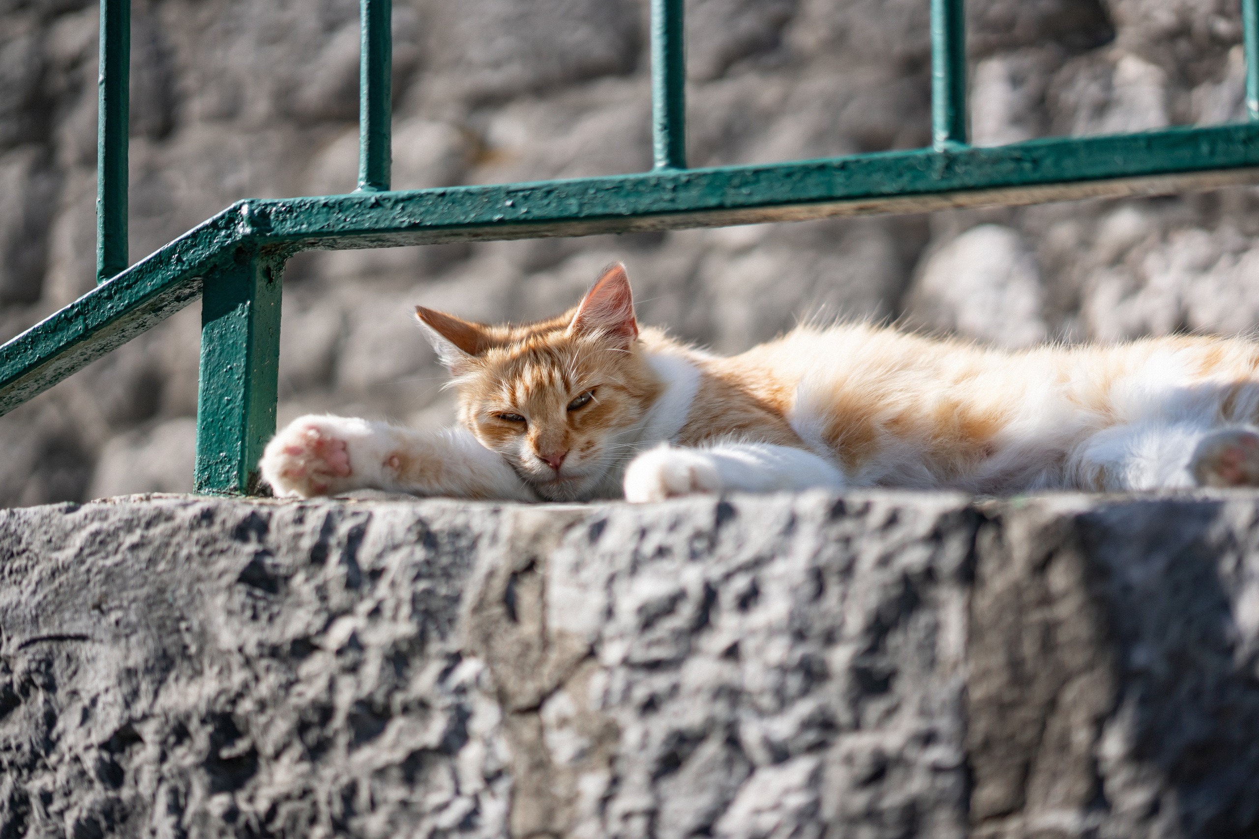 Igor ve Veronika'nın Kotor, Karadağ'da düğünü