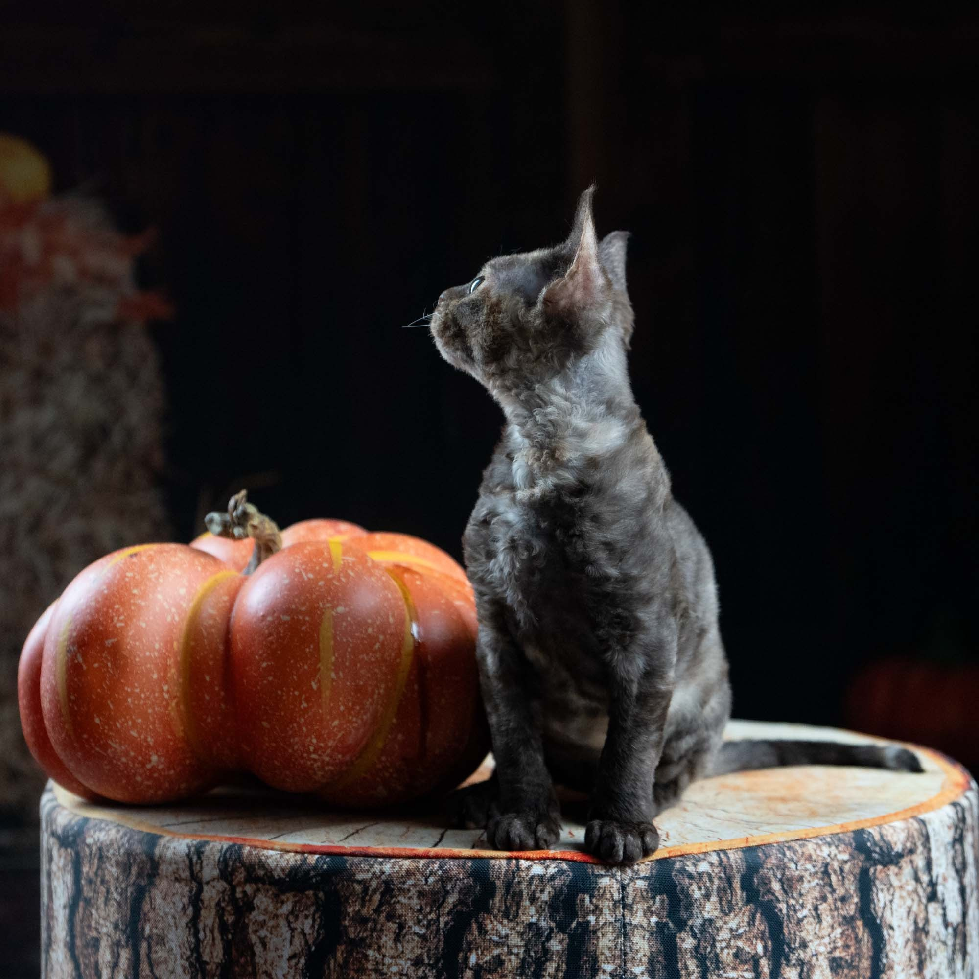 Dory, girl, born on 06.06.24 SOLD. Devon Rex Pixie Cattery