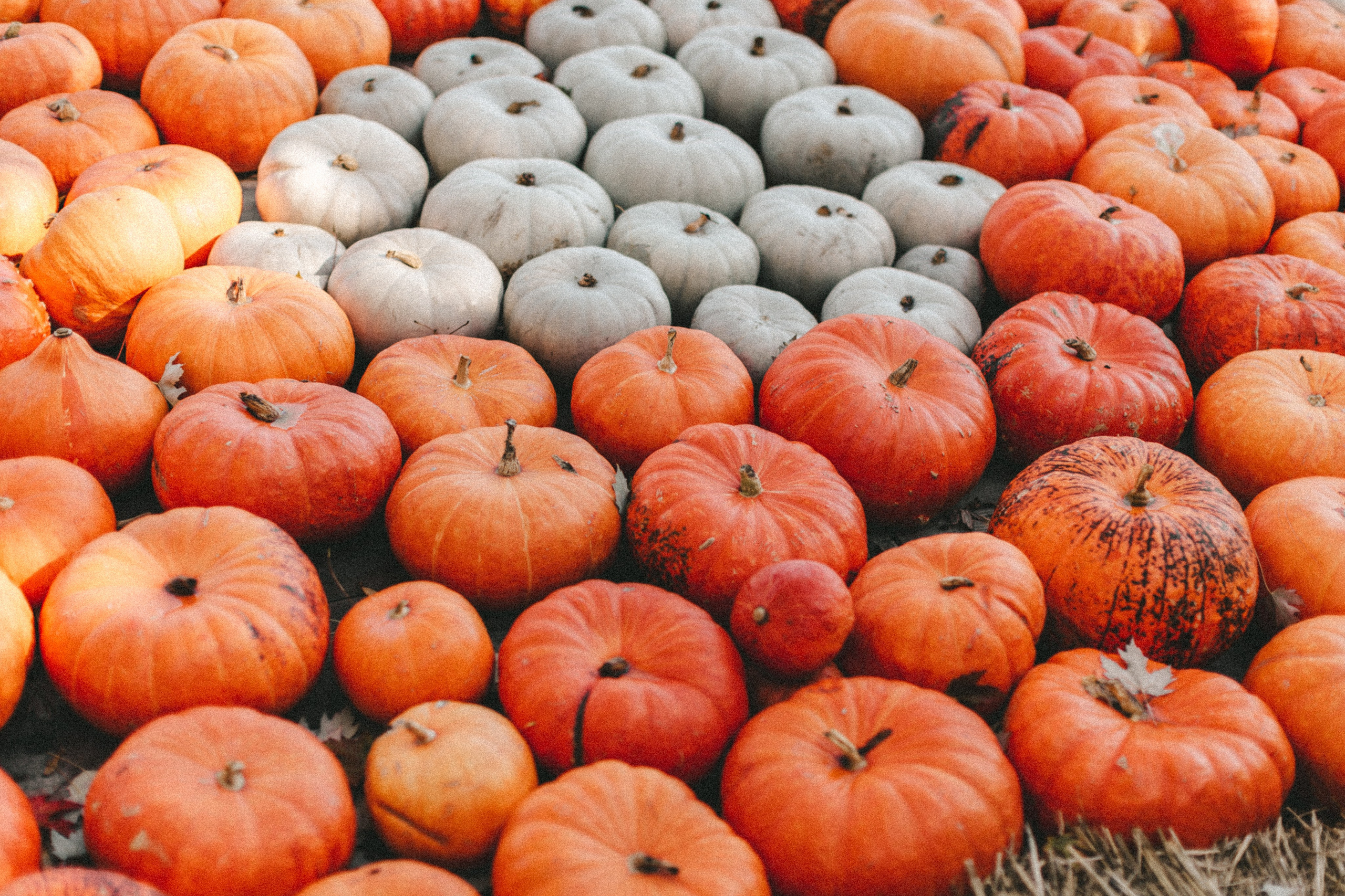 Фестиваль тыкв в Людвигсбурге. Фотограф в Германии — Мария Чистякова