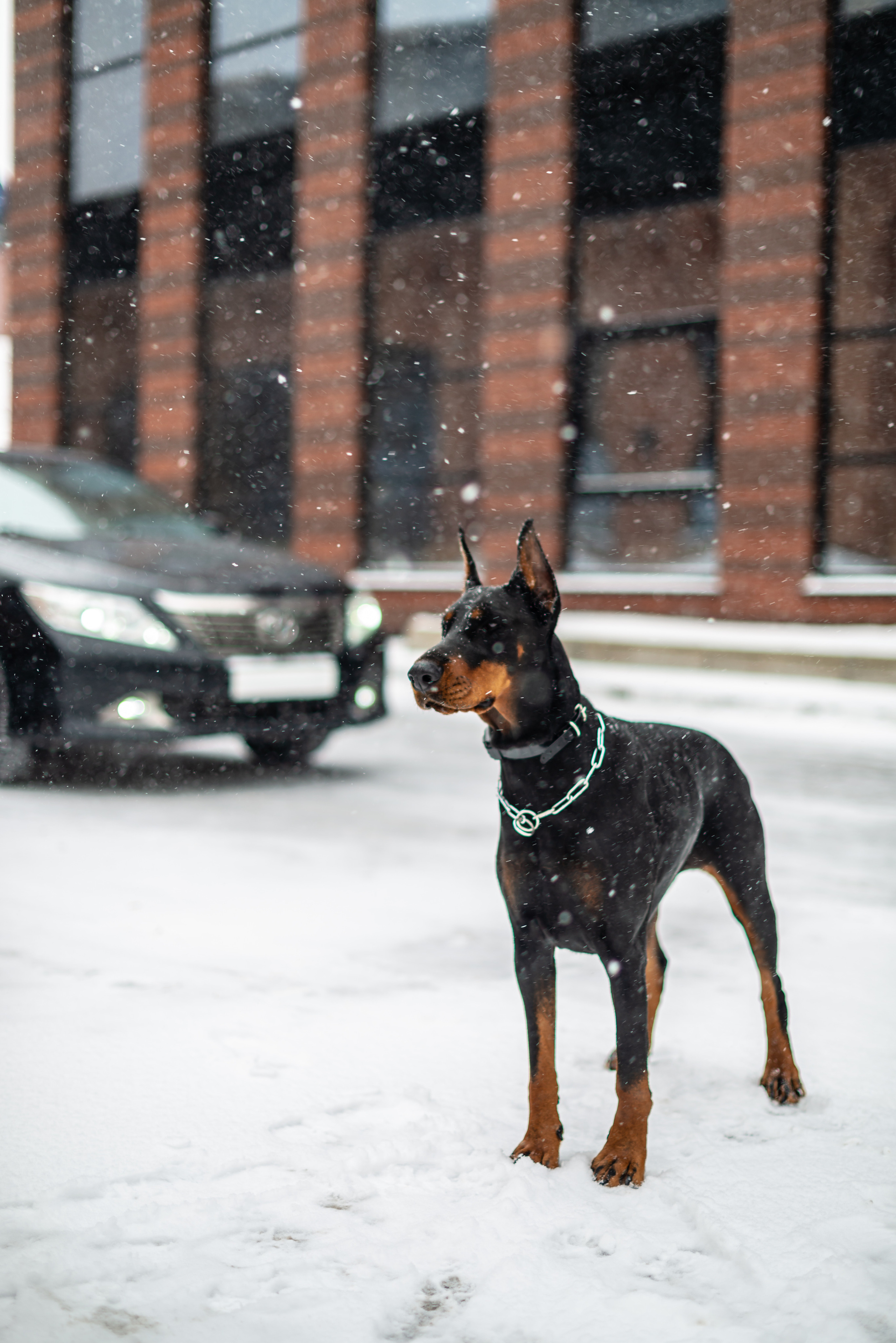 Автомобильная съемка Toyota Camry. ФОТОГРАФ МЕКСИКА КИНТАНА-РОО
