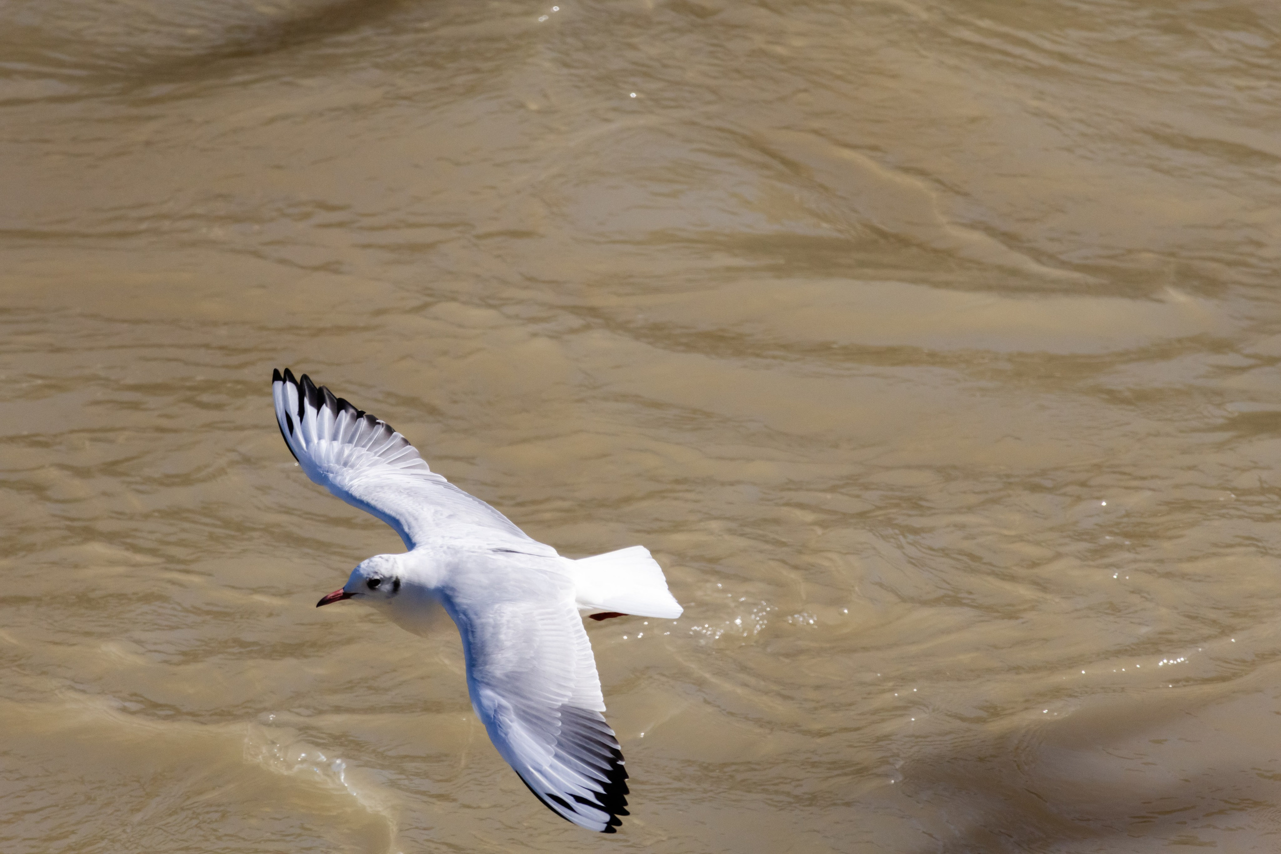 გასეირნება მტკვრის სანაპიროზე. FramefreeMan