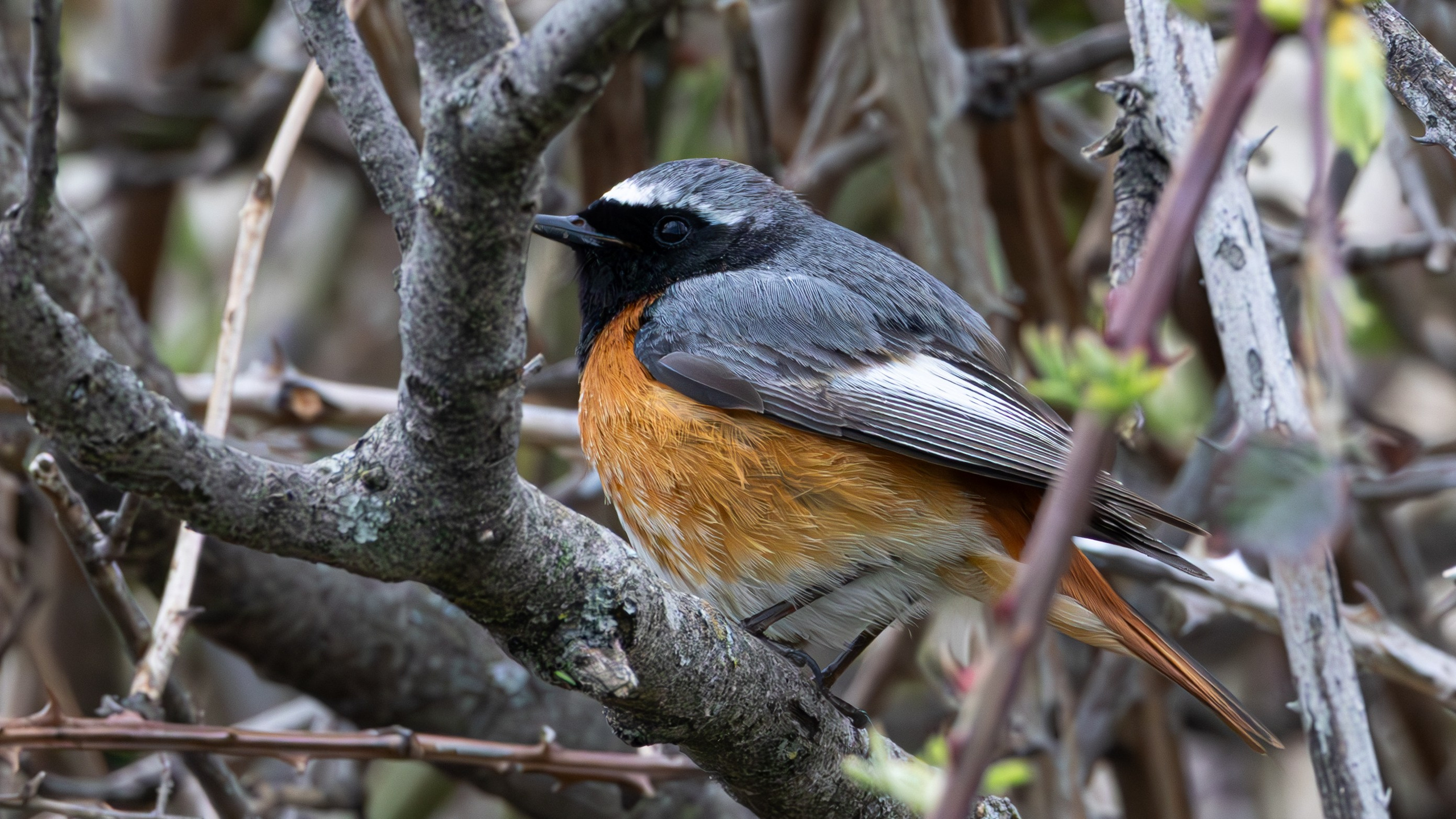 საგაზაფხულო გასეირნება წავკისისწყალის ხეობაში. FramefreeMan