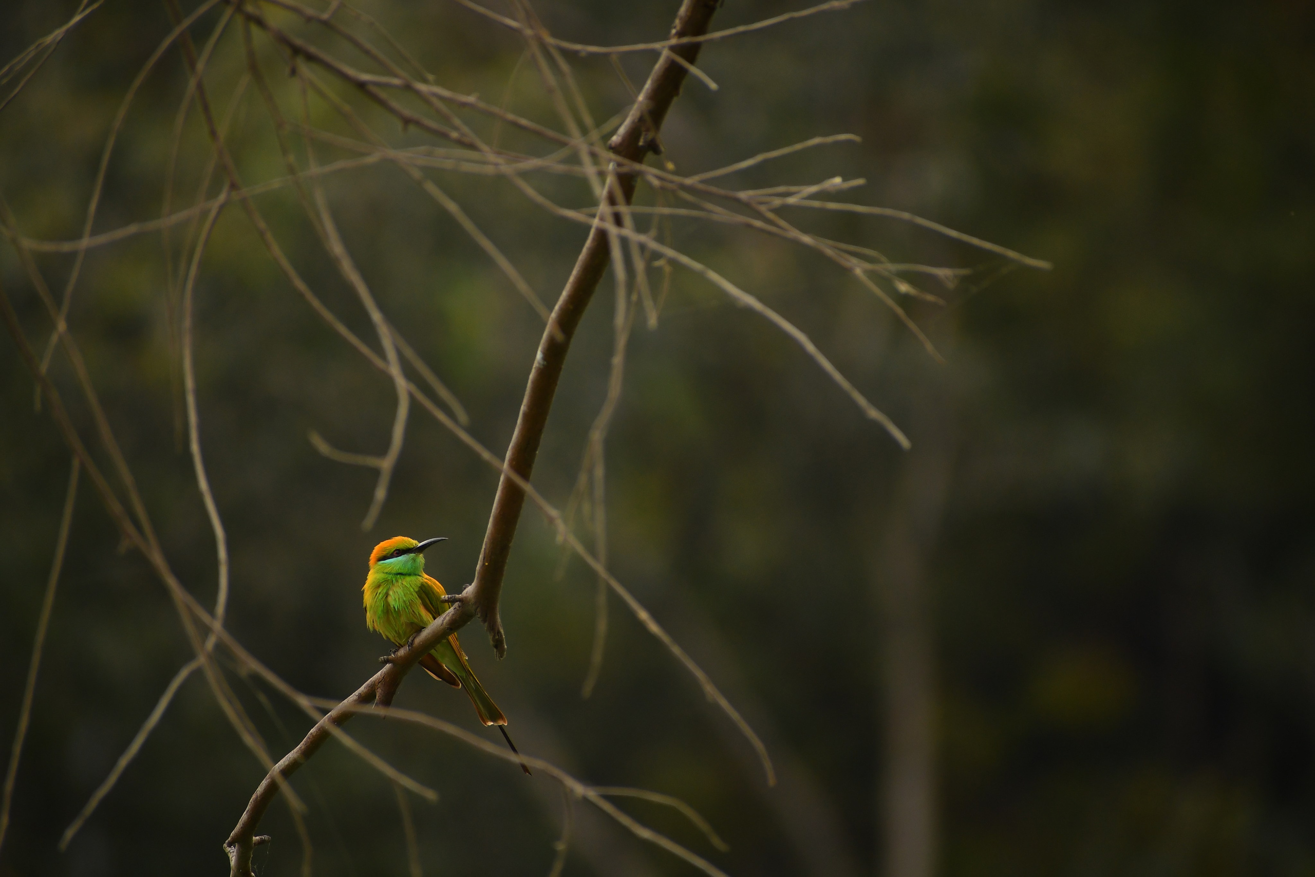 Wildlife. Portfolio By Nikhil