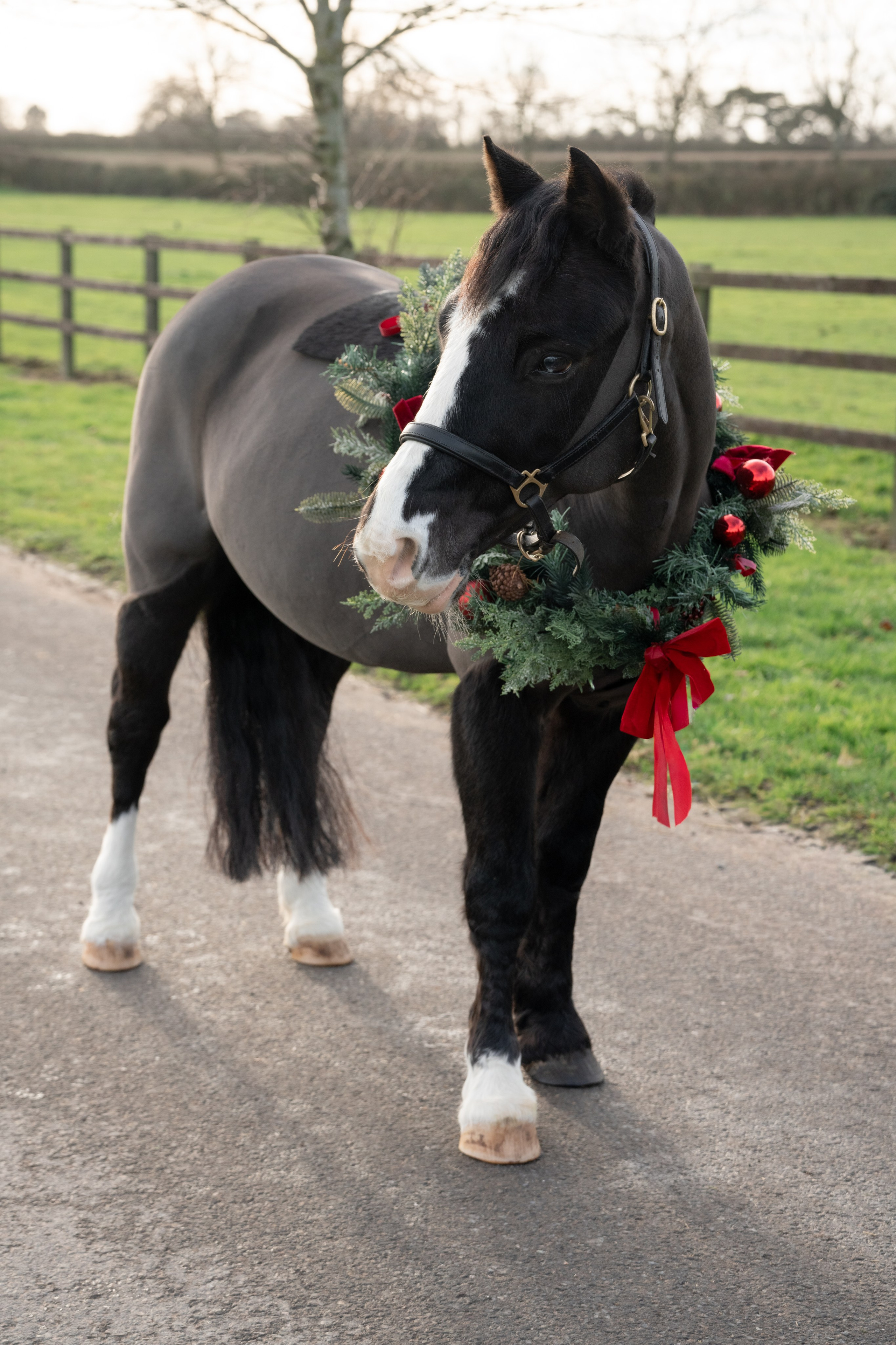 Equine Photography Portfolio | Leicestershire Horse Portrait Photographer. Leicestershire Equine Photography by El | Authentic Equine Portraits & Events