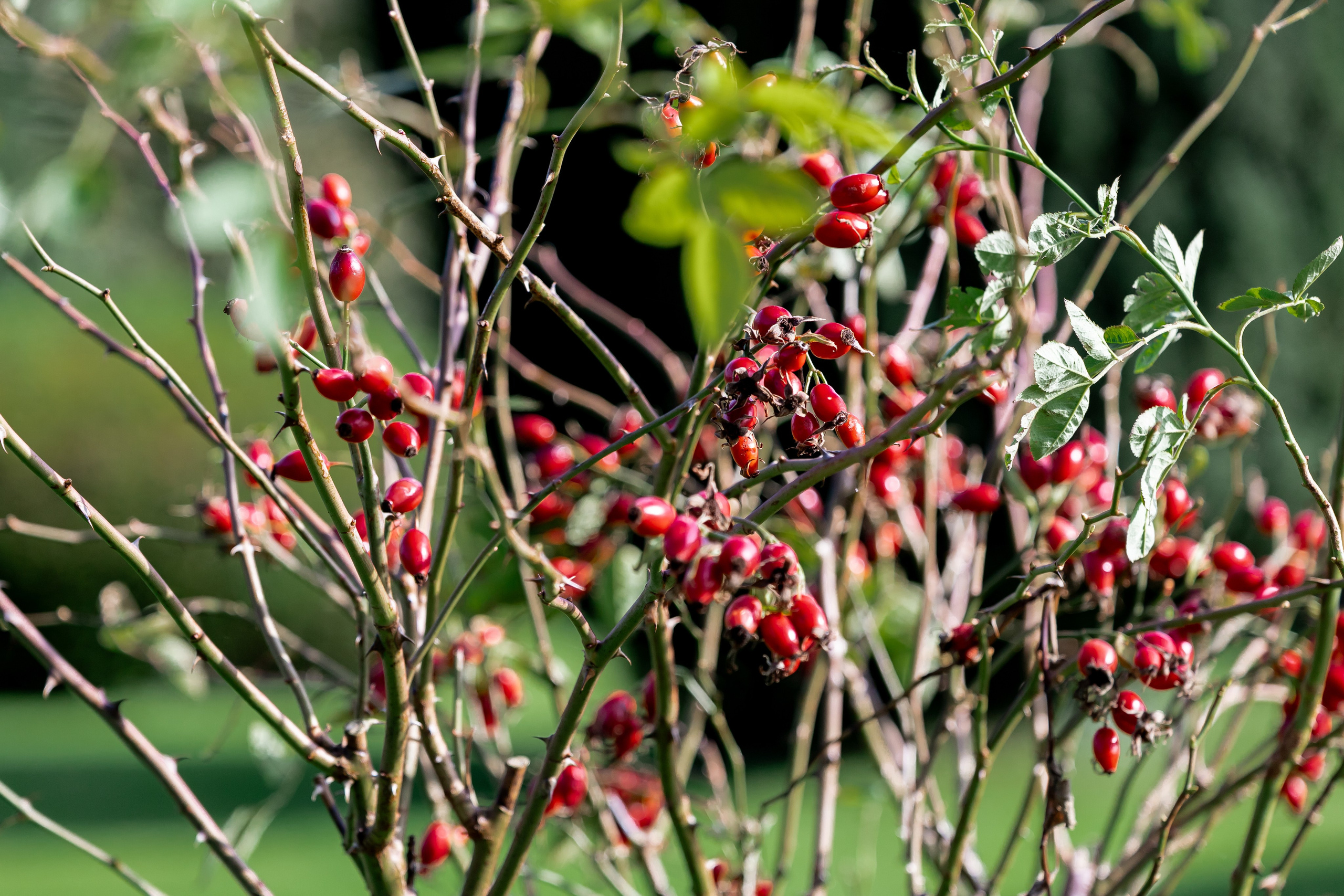 BobFest'23 in 2 days — TRUE LEGEND. September, 2023. Timeless Wedding & Event Photography from London to the world