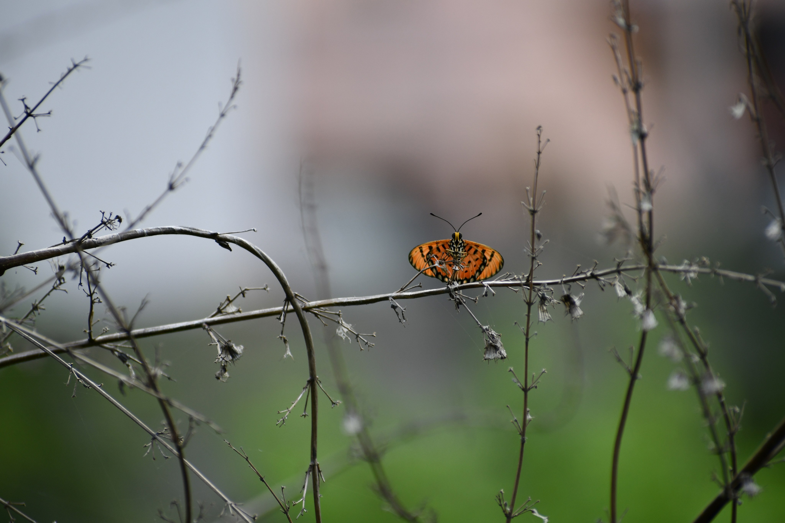 Wildlife. Portfolio By Nikhil