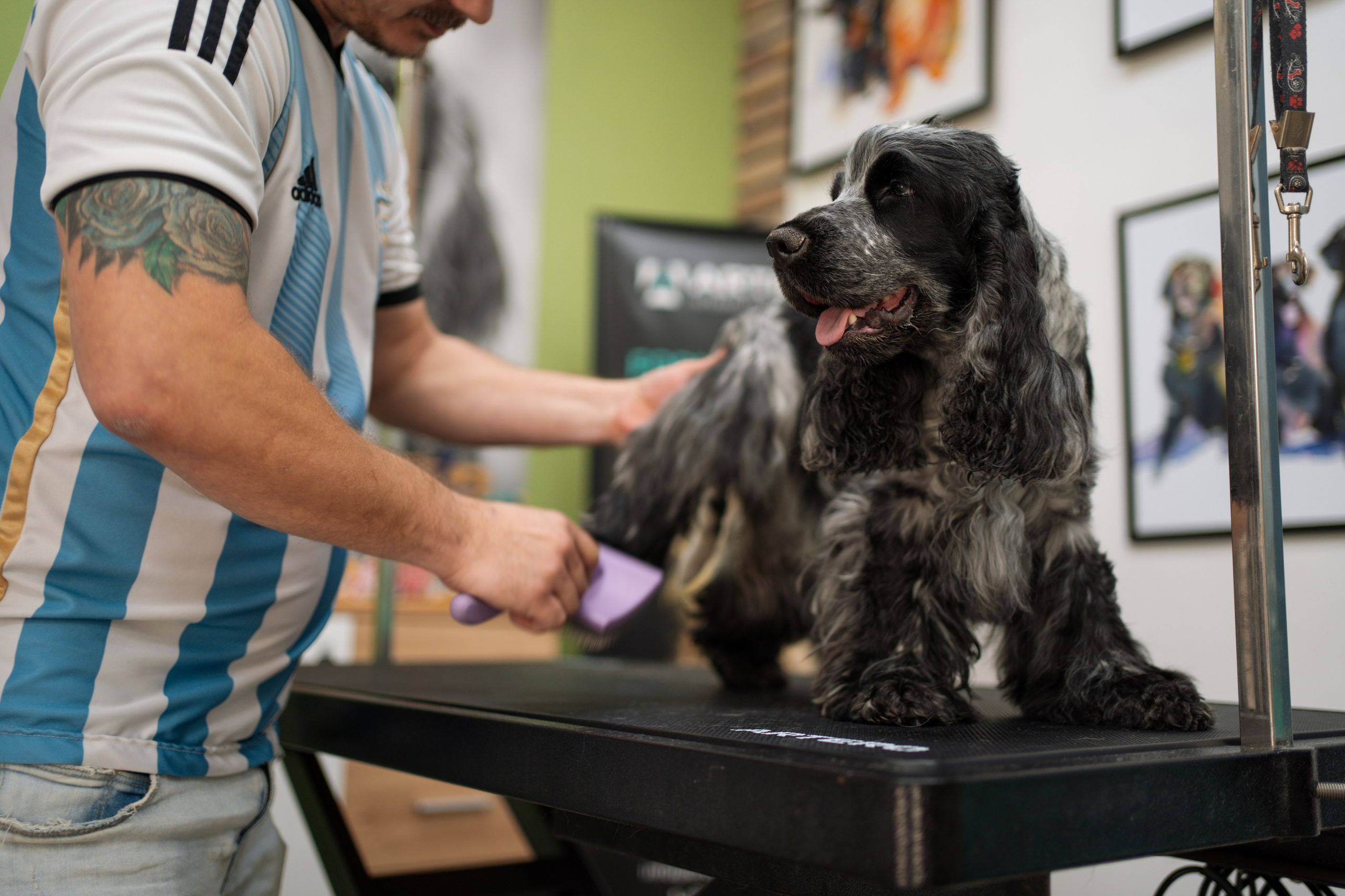 PetGroom Timisoara. Cozac Cristian Photographer
