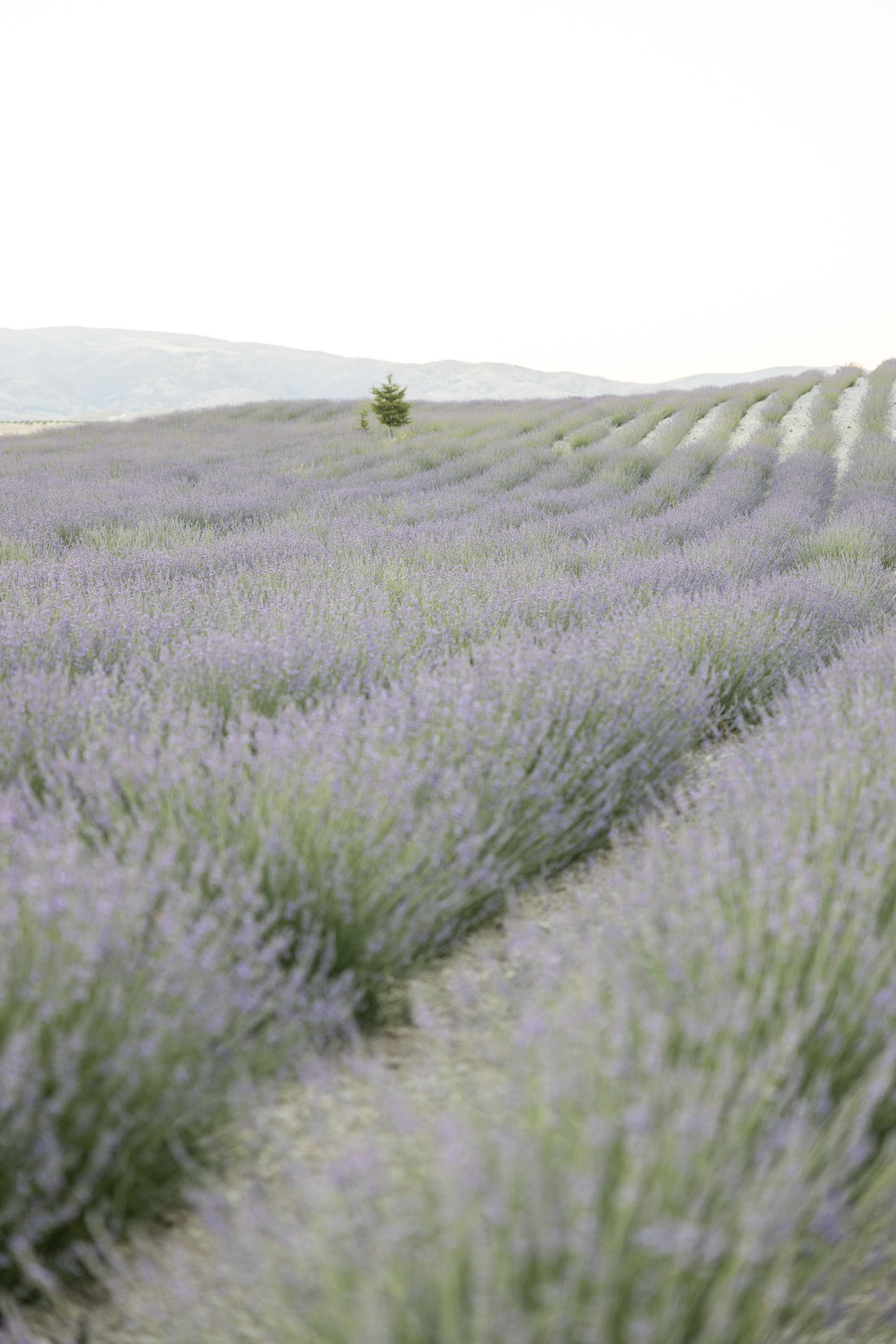Dreamy Photoshoot in a Lavender Field. Julia Ganch I Fashion Wedding Photography I Cappadocia Turkey