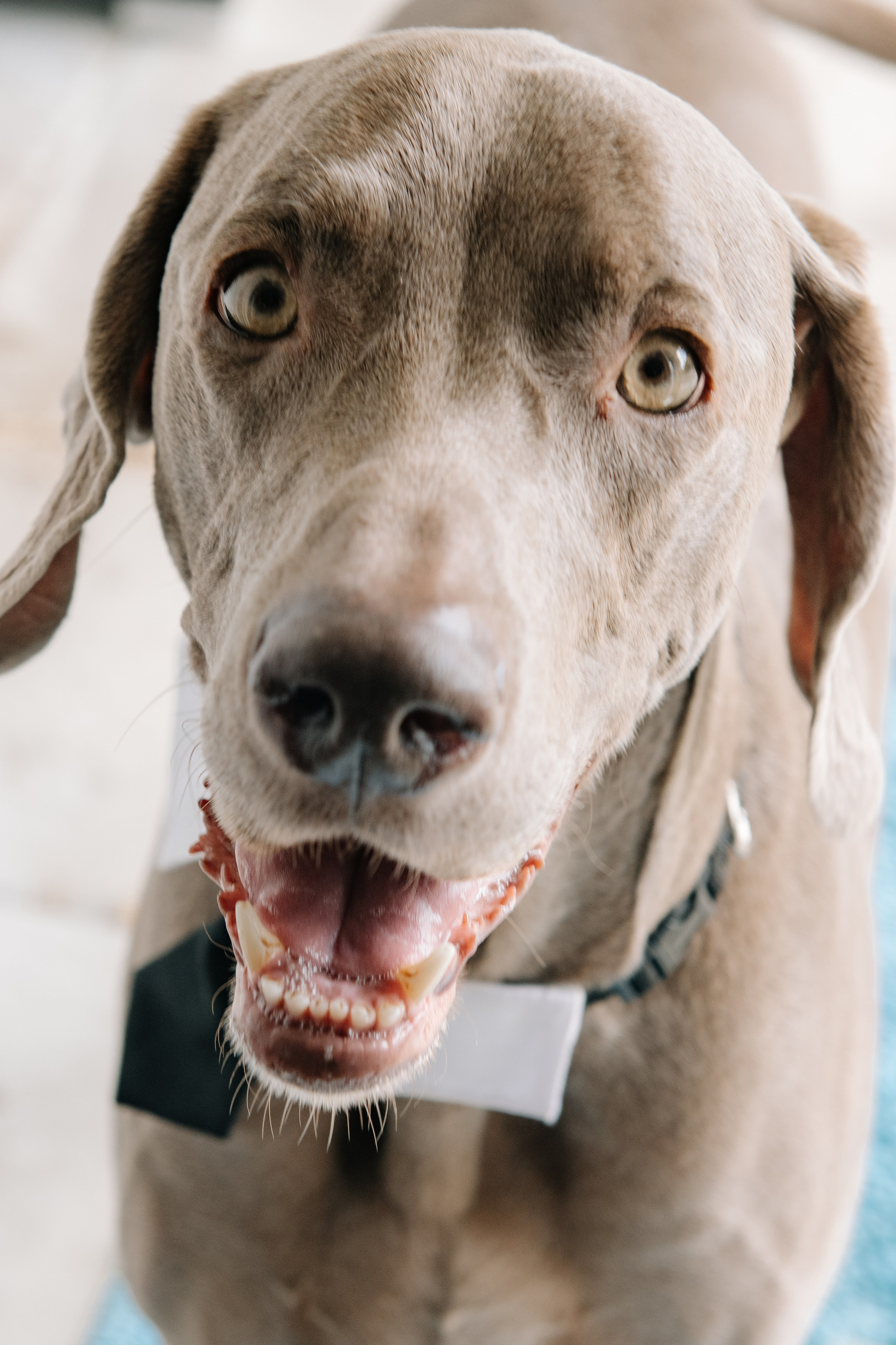 KAIANE & BENJAMIN Meilen, Switzerland. I am Elena Altendorfer. Wedding photographer in Zurich and Switzerland