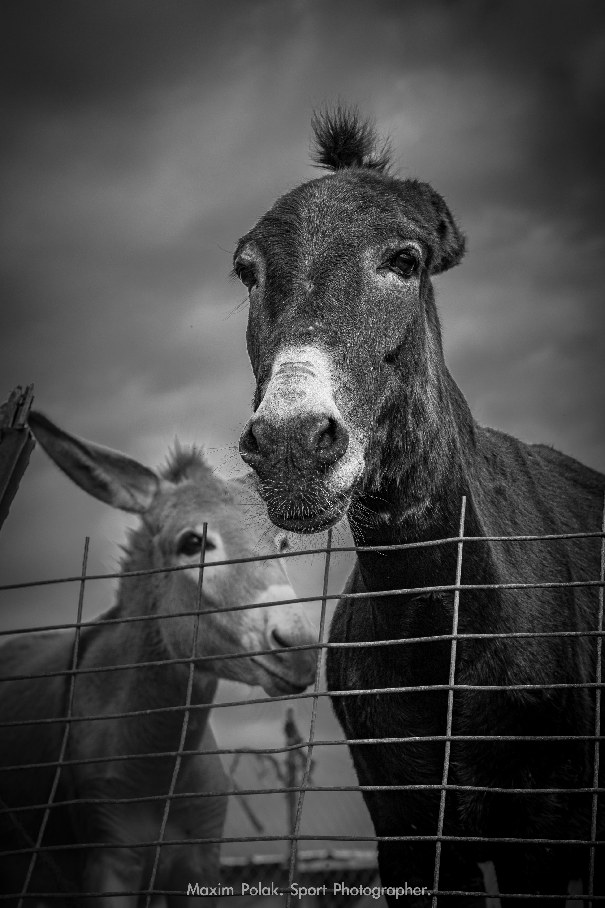 ZIMRAT. ADAS & SHAKED. Middle East Photo Agency — Weddings, Bar & Bat Mitzvahs, Brit Milah, Theater, Magnets, Portraits