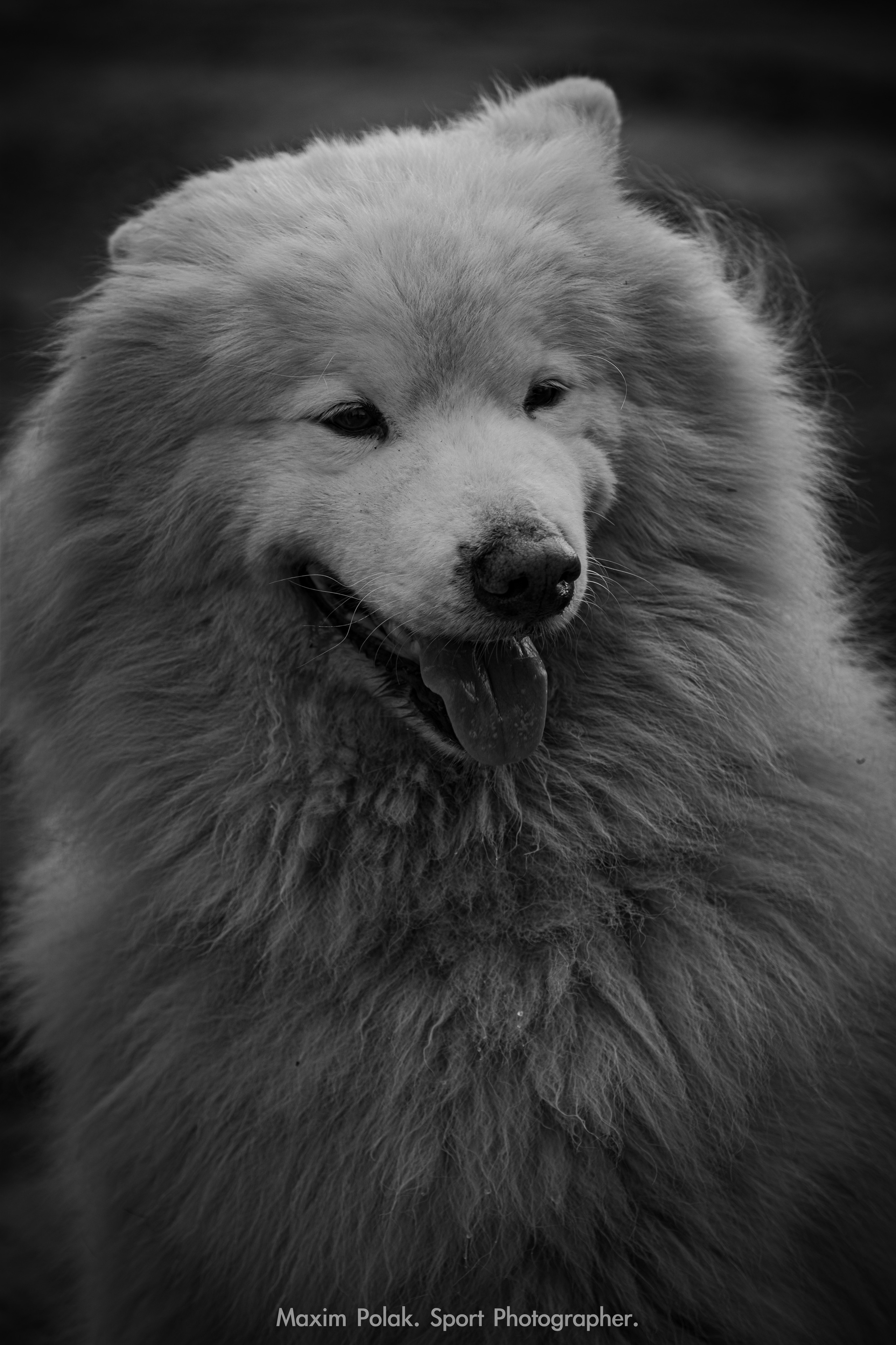 ZIMRAT. ADAS & SHAKED. Middle East Photo Agency — Weddings, Bar & Bat Mitzvahs, Brit Milah, Theater, Magnets, Portraits