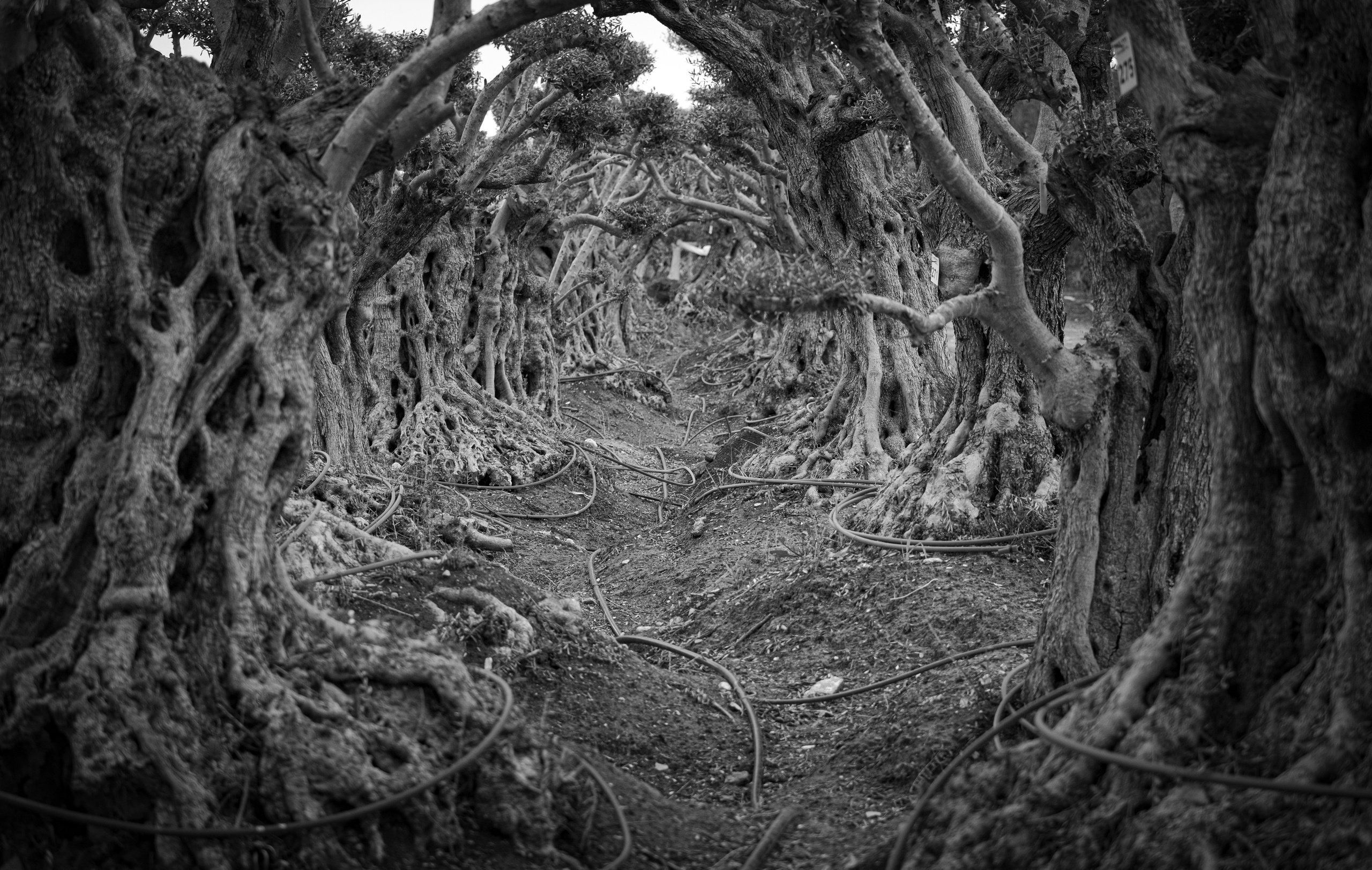 ZIMRAT. ADAS & SHAKED. Middle East Photo Agency — Weddings, Bar & Bat Mitzvahs, Brit Milah, Theater, Magnets, Portraits