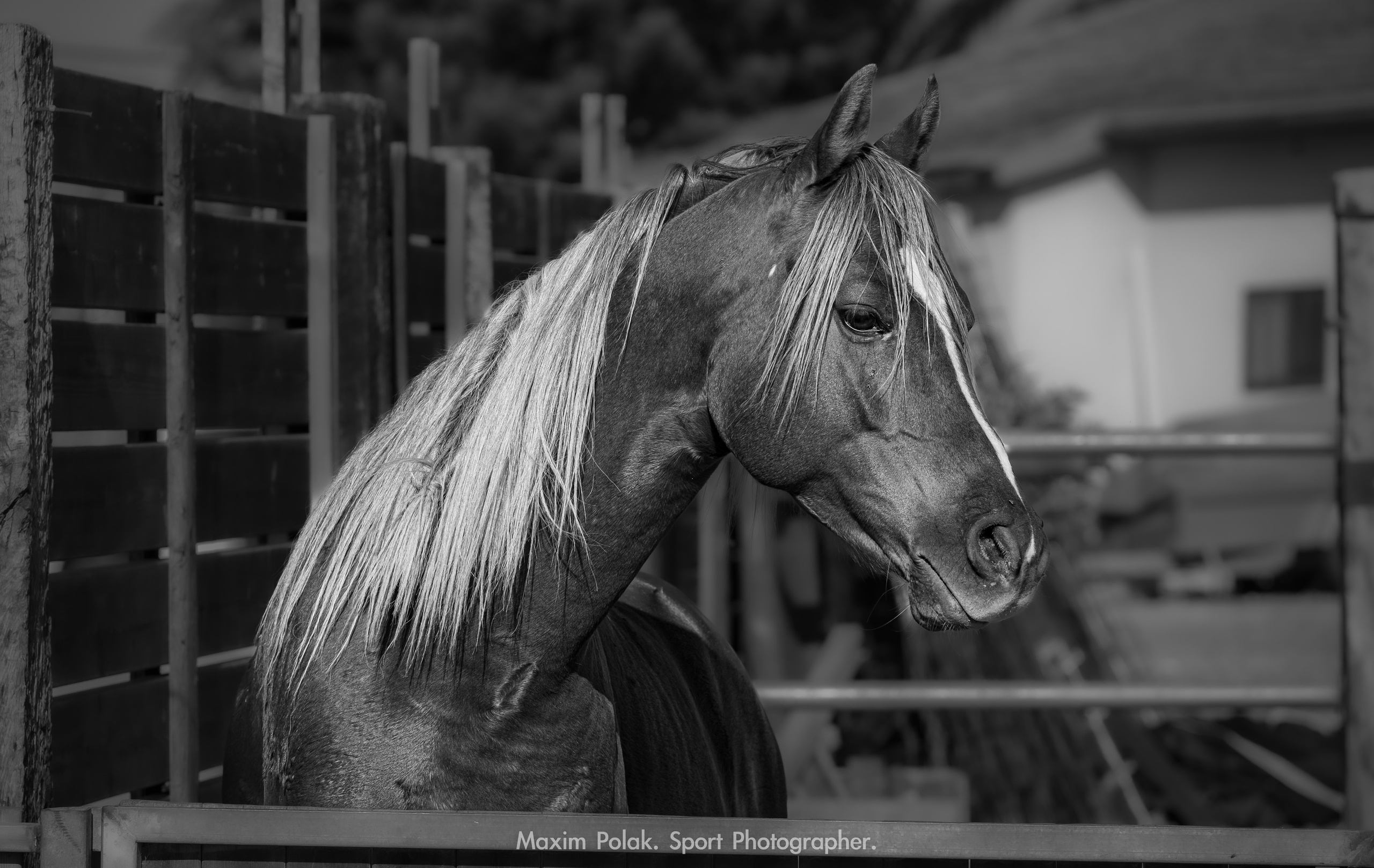 ZIMRAT. ADAS & SHAKED. Middle East Photo Agency — Weddings, Bar & Bat Mitzvahs, Brit Milah, Theater, Magnets, Portraits