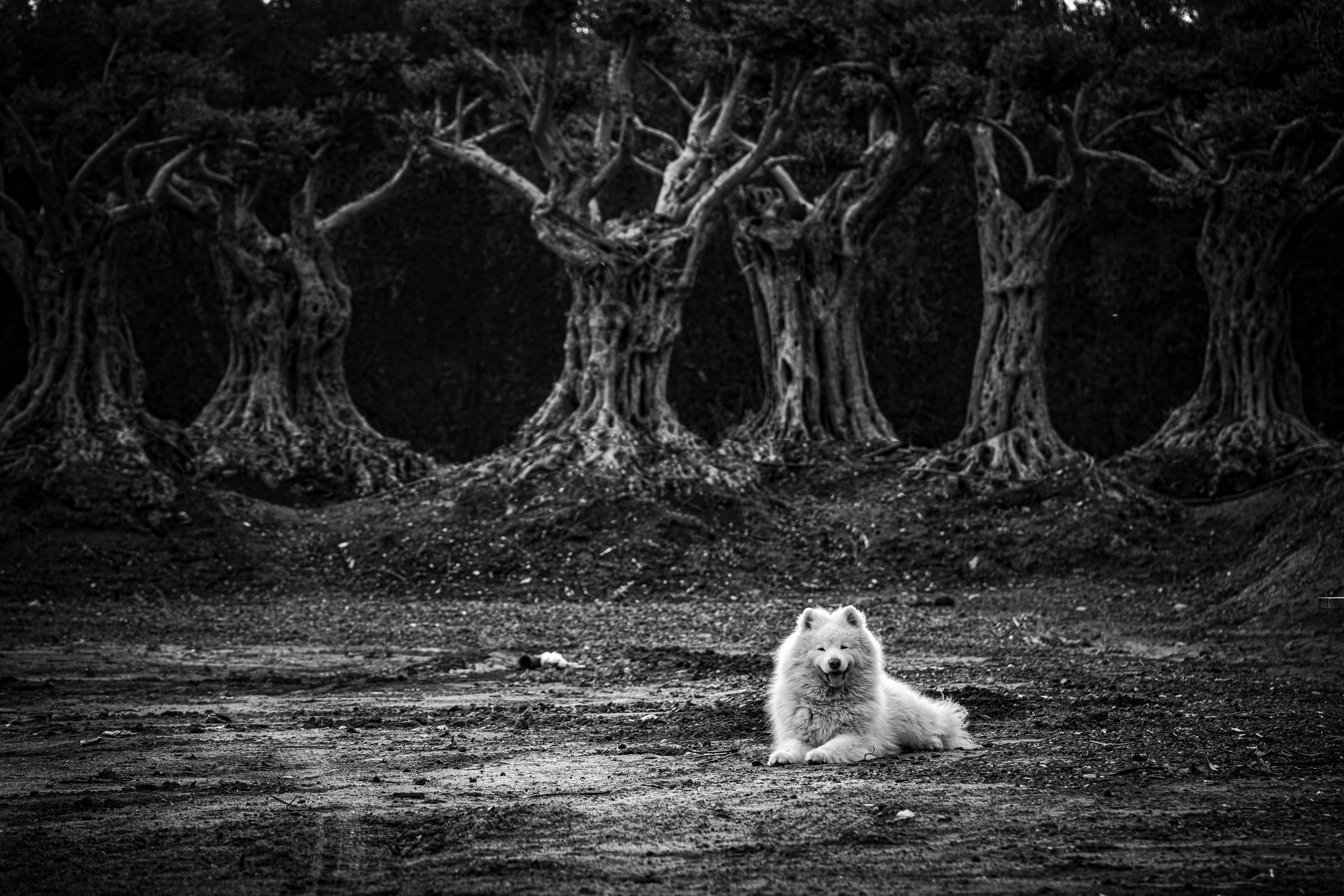 ZIMRAT. ADAS & SHAKED. Middle East Photo Agency — Weddings, Bar & Bat Mitzvahs, Brit Milah, Theater, Magnets, Portraits