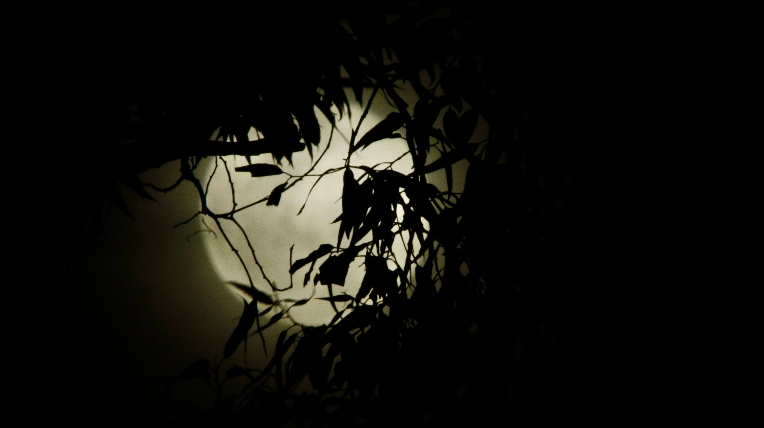 WallMuse. MHCreative is family-oriented photographer based in SYDNEY