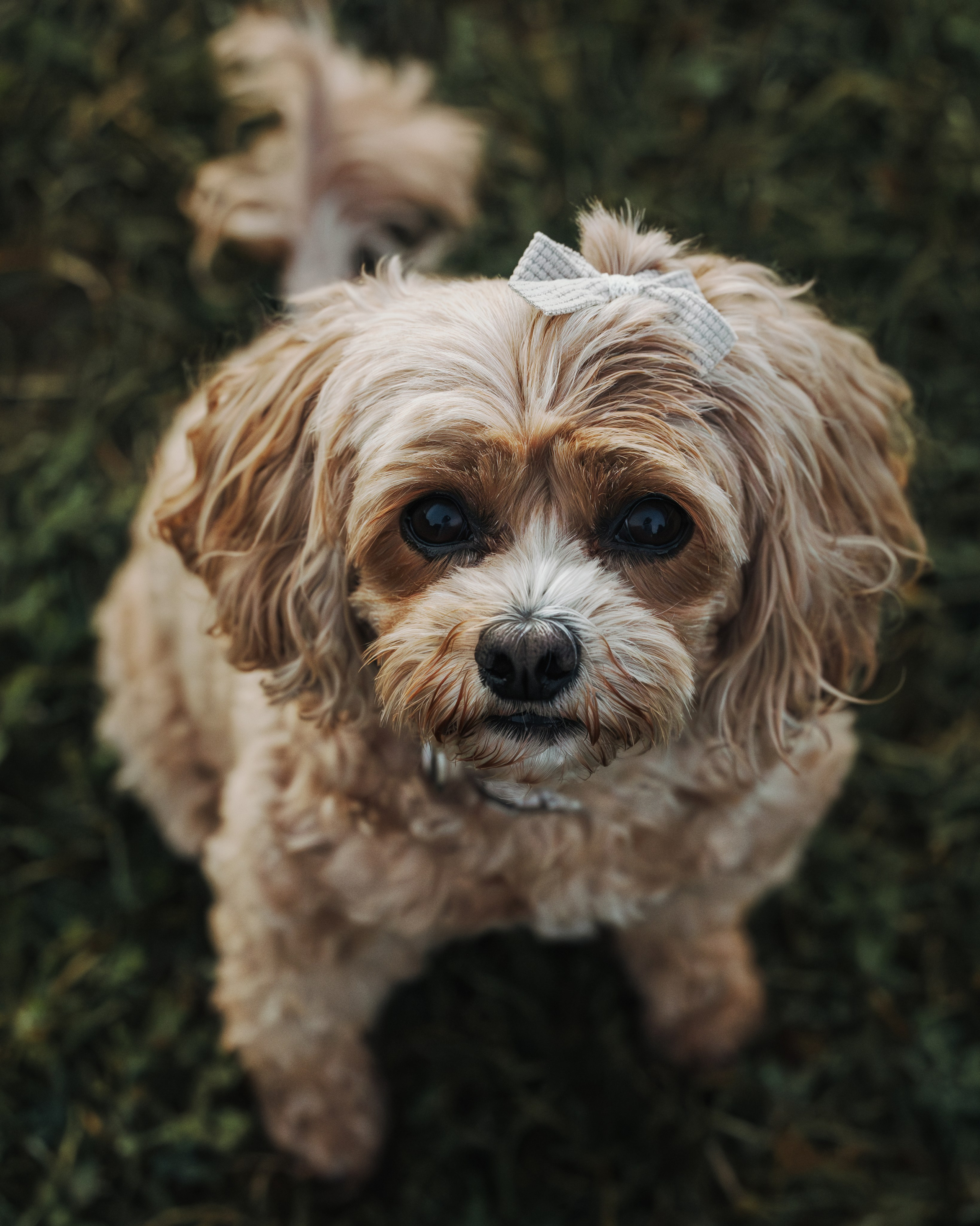 Sunny & Elizabeth. Pet Photographer Viktoriya Aleshenko
