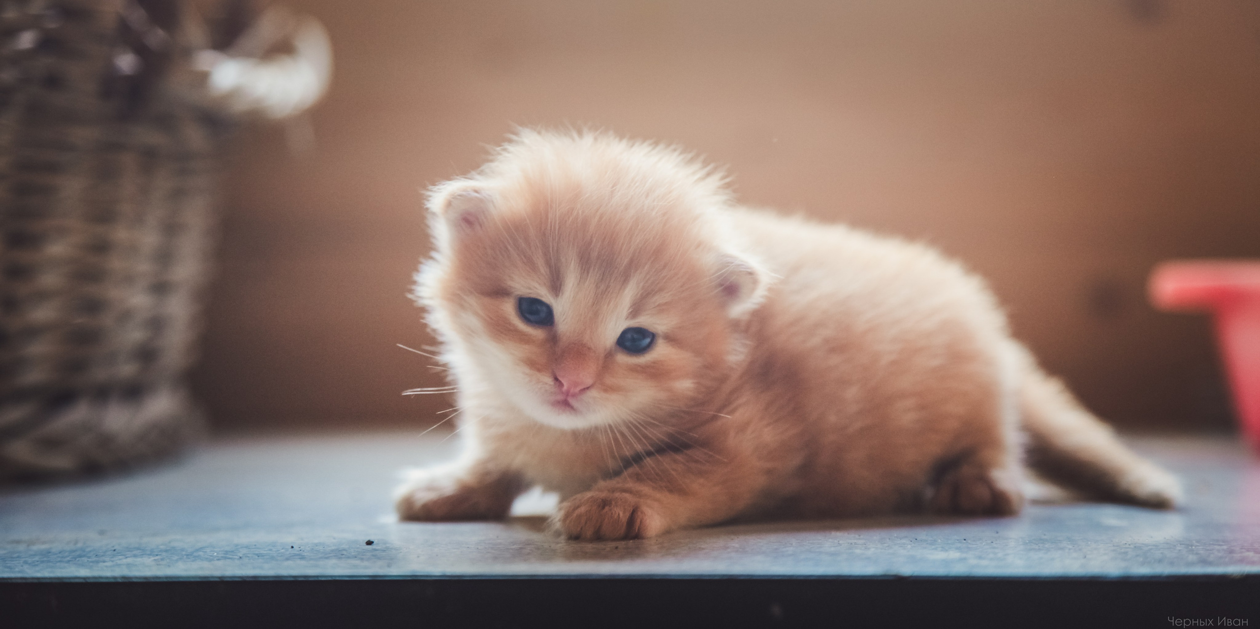 Кот шпедингера. Стрит-фотография, полная абсурда, идиотизма и красоты