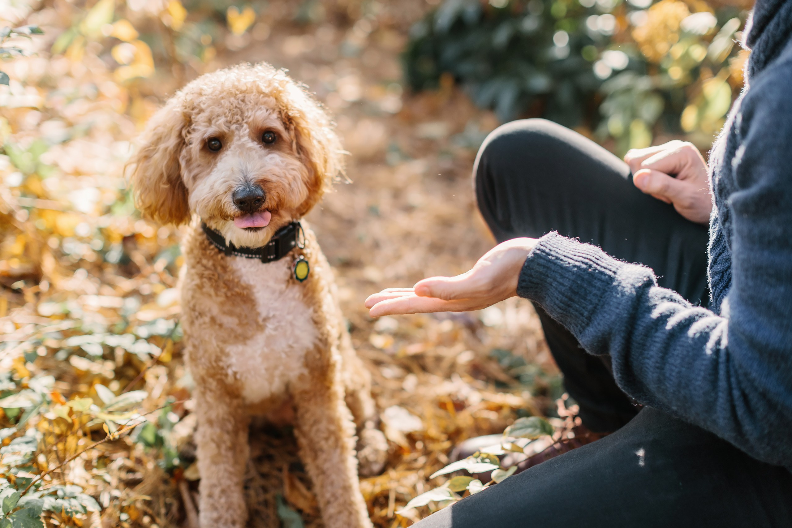 11.02.2024 Love Story. Wedding family event photographer in Chicago Nick Yushevich