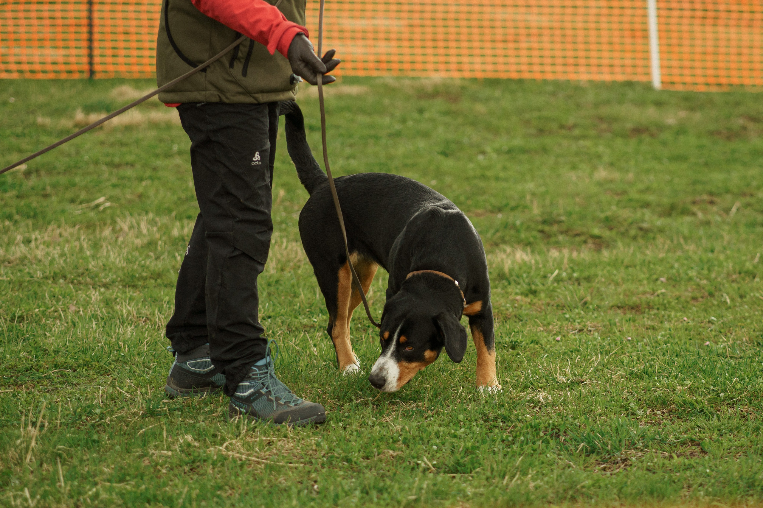 Herding Days, 26 apr. 2025. Kat Laisaar — Pet photographer in Tallinn