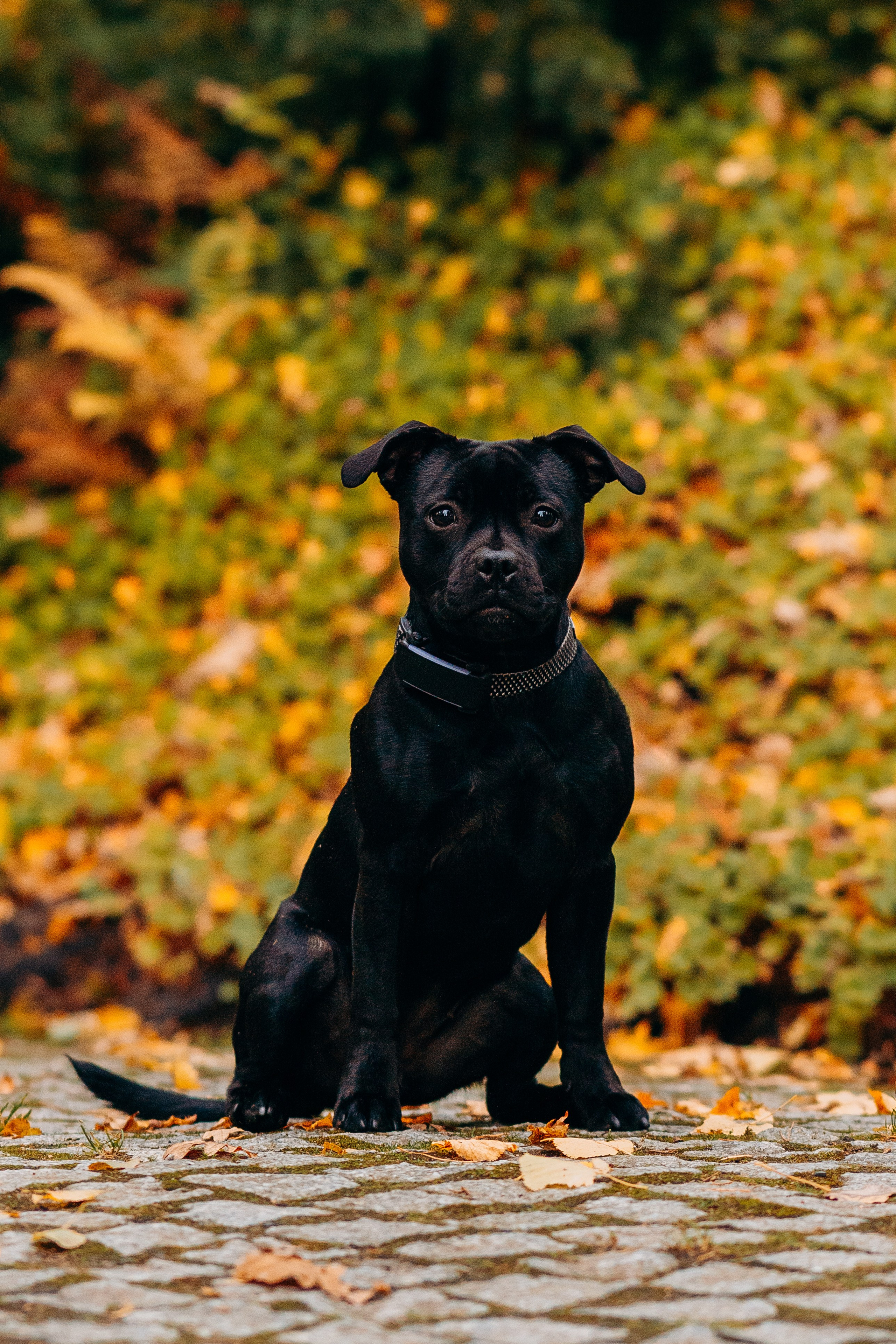 Staffordshire Bull Terriers Meetup. Kat Laisaar — Pet photographer in Tallinn