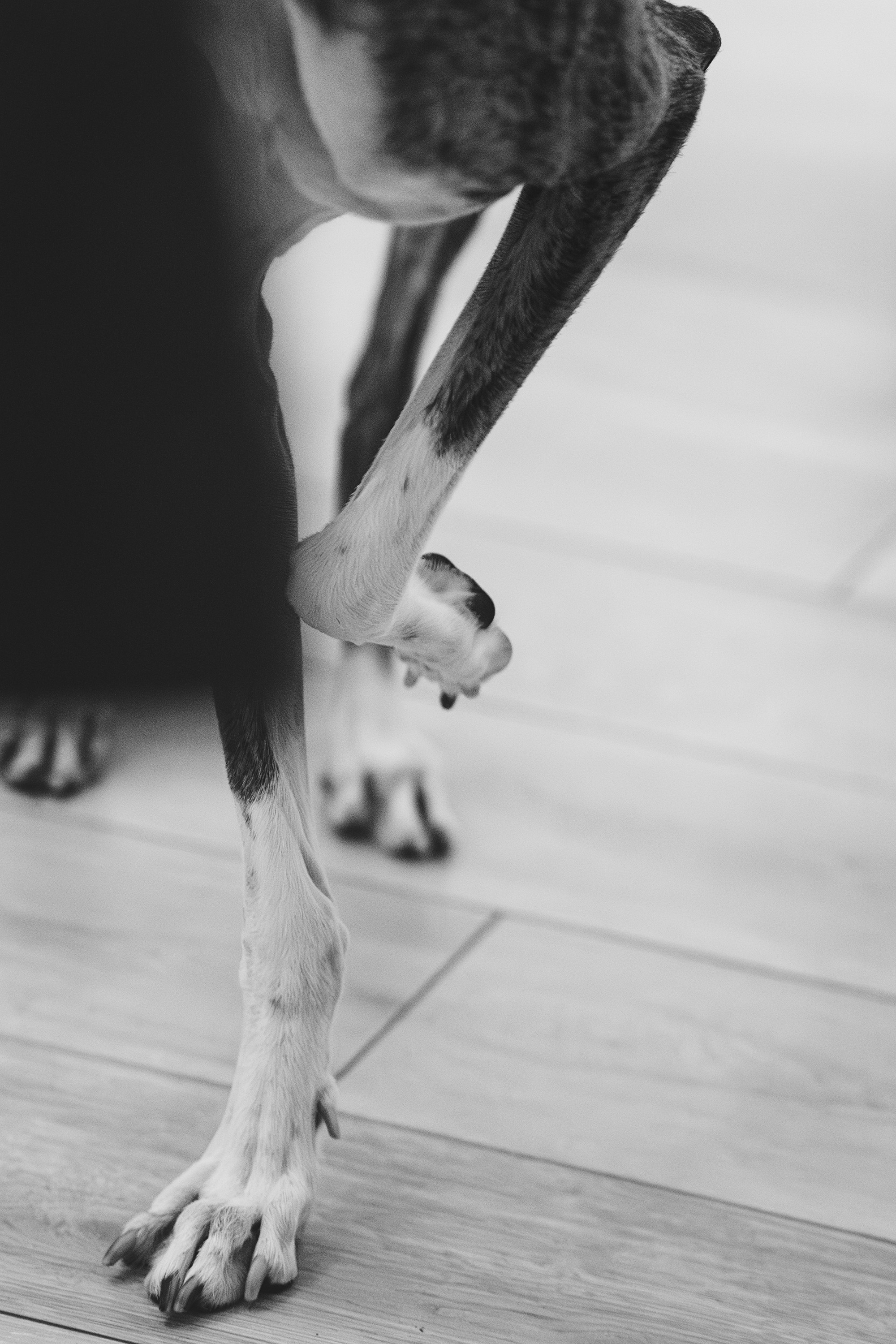 GalgoTreff / Solaris keskus 16 november. Kat Laisaar — Pet photographer in Tallinn