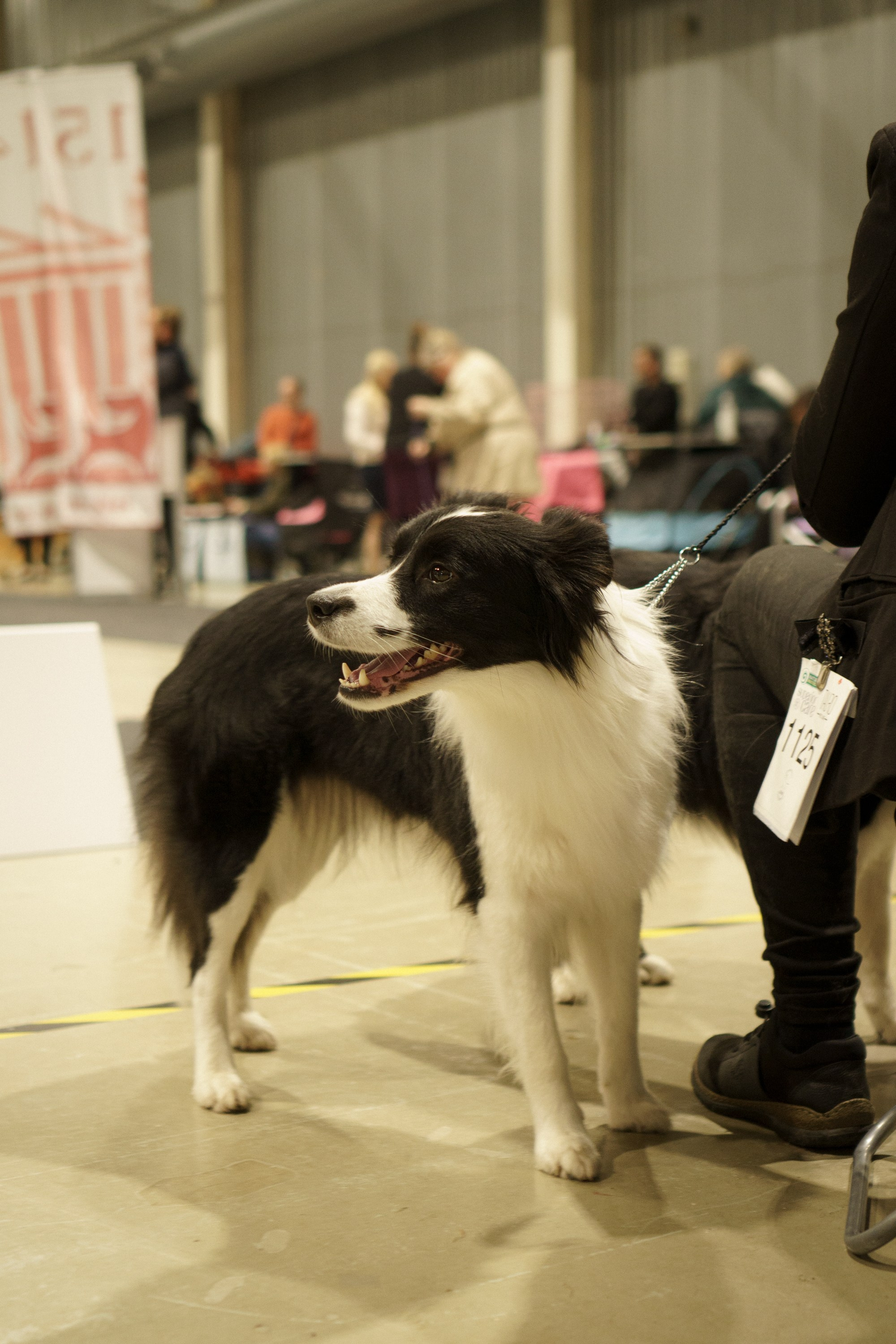 Tartu International Dog Show. Kat Laisaar — Pet photographer in Tallinn
