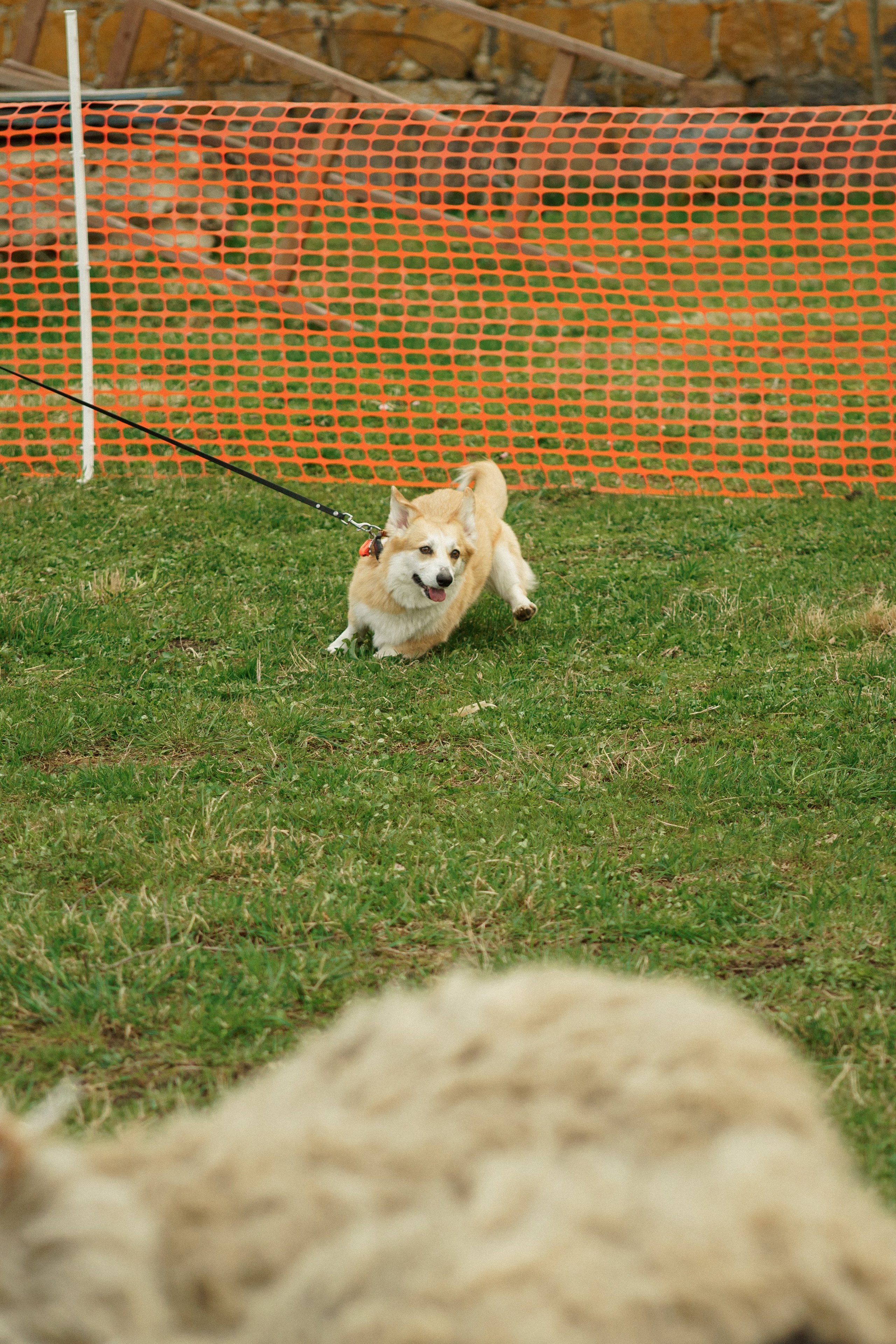 Herding Days, 26 apr. 2025. Kat Laisaar — Pet photographer in Tallinn