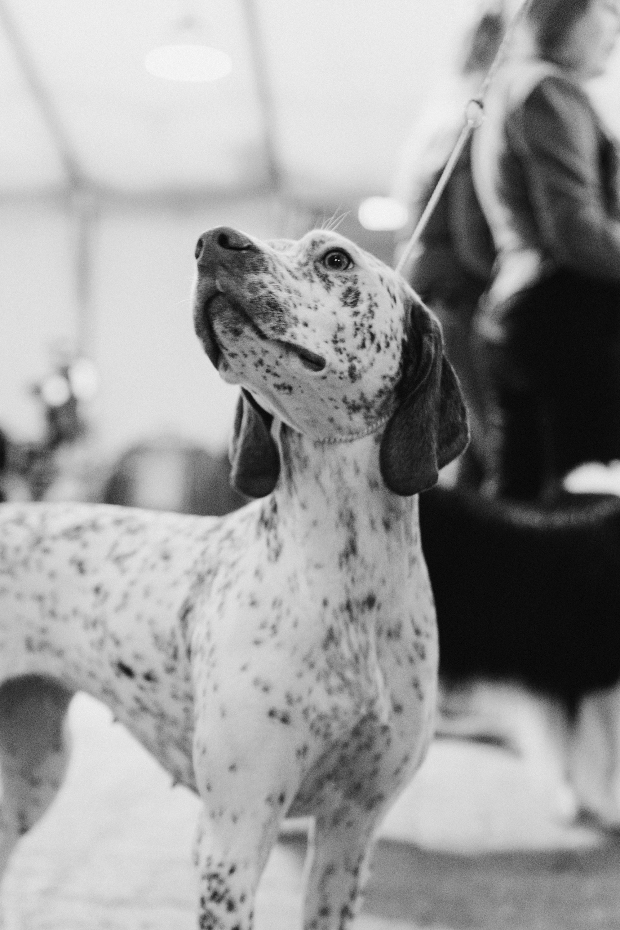 Tartu International Dog Show. Kat Laisaar — Pet photographer in Tallinn