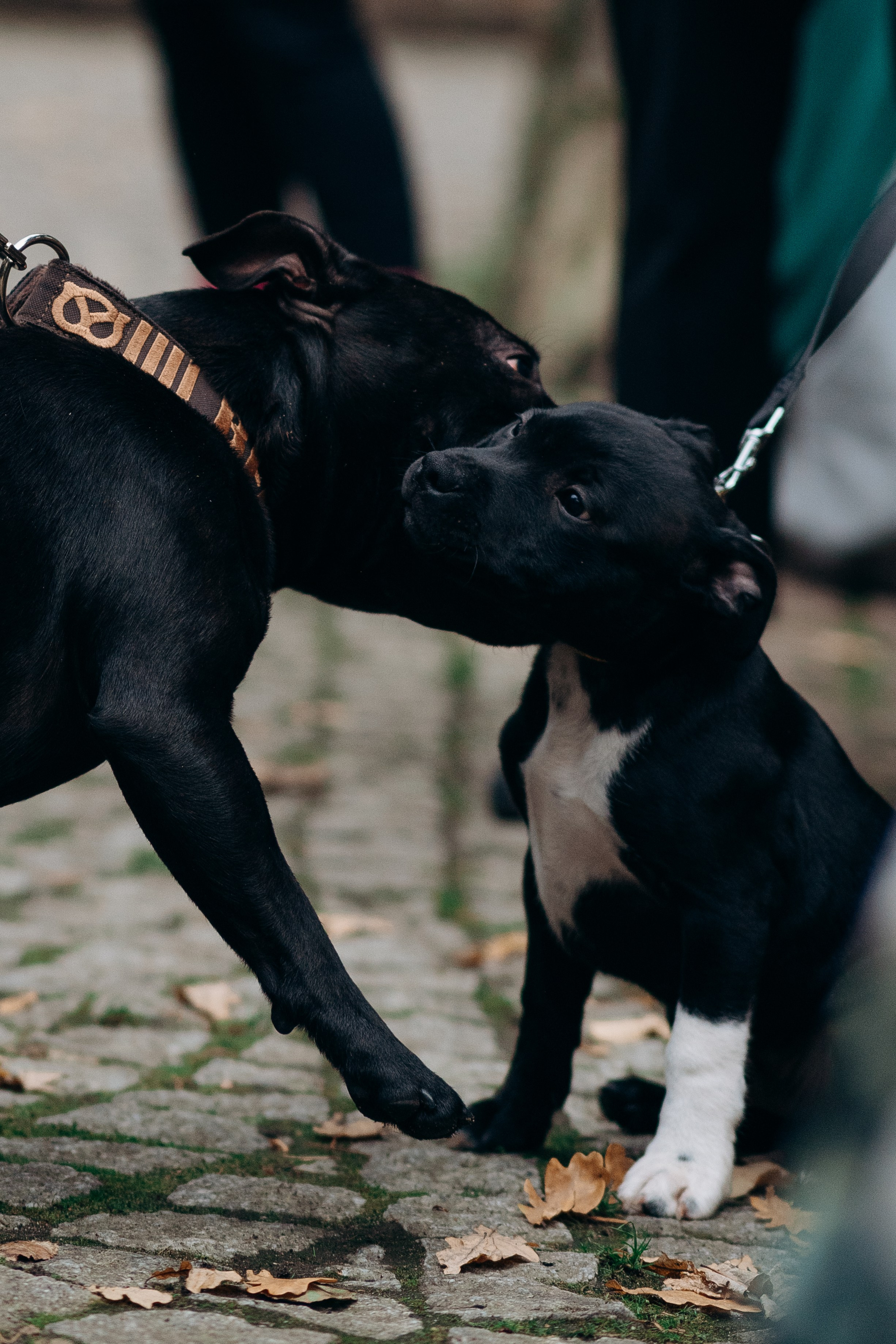 Staffordshire Bull Terriers Meetup. Kat Laisaar — Pet photographer in Tallinn