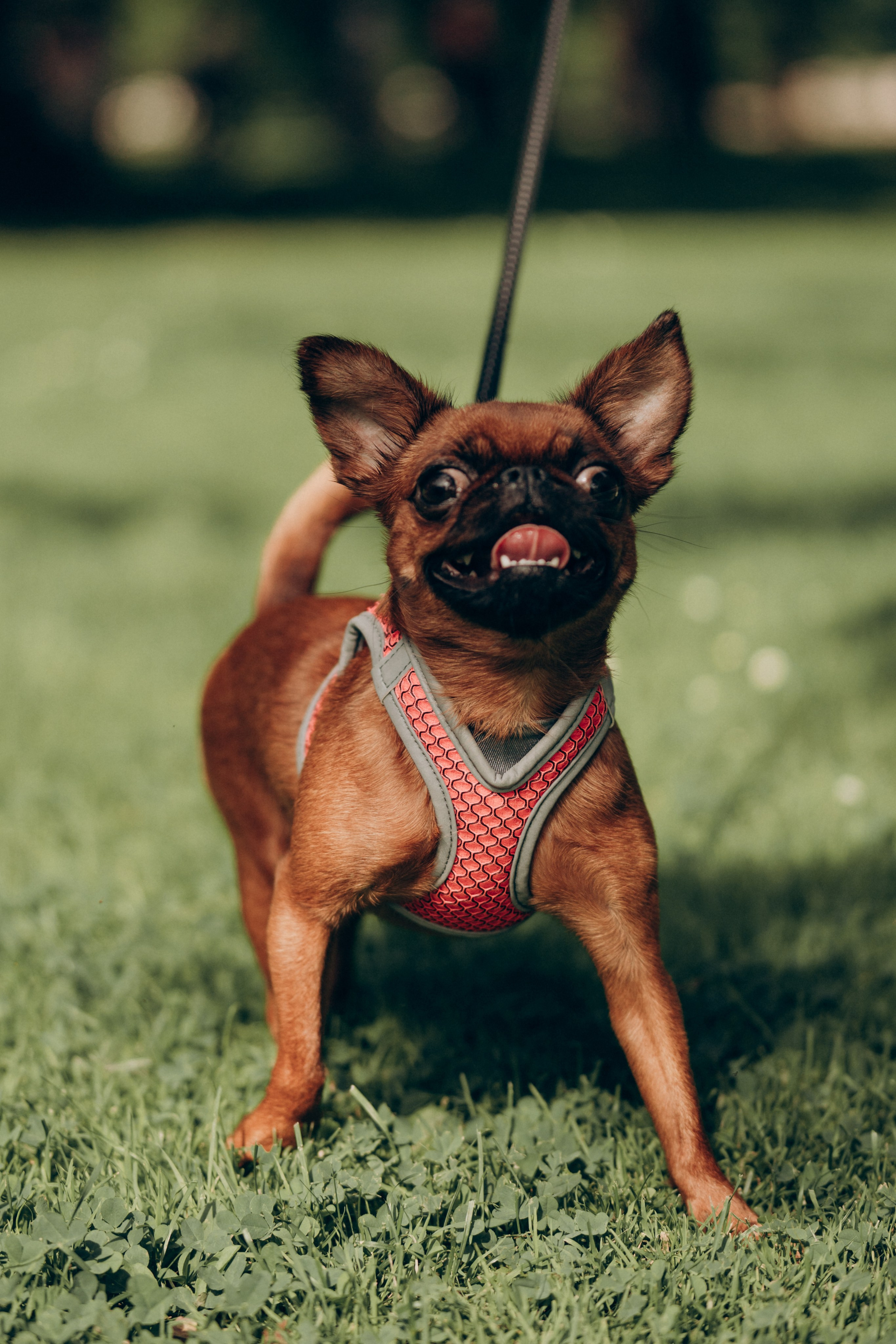 Natalia, Janik, Nusha & Betty. Фотограф-анималист в Таллинне, Катя Лайсаар