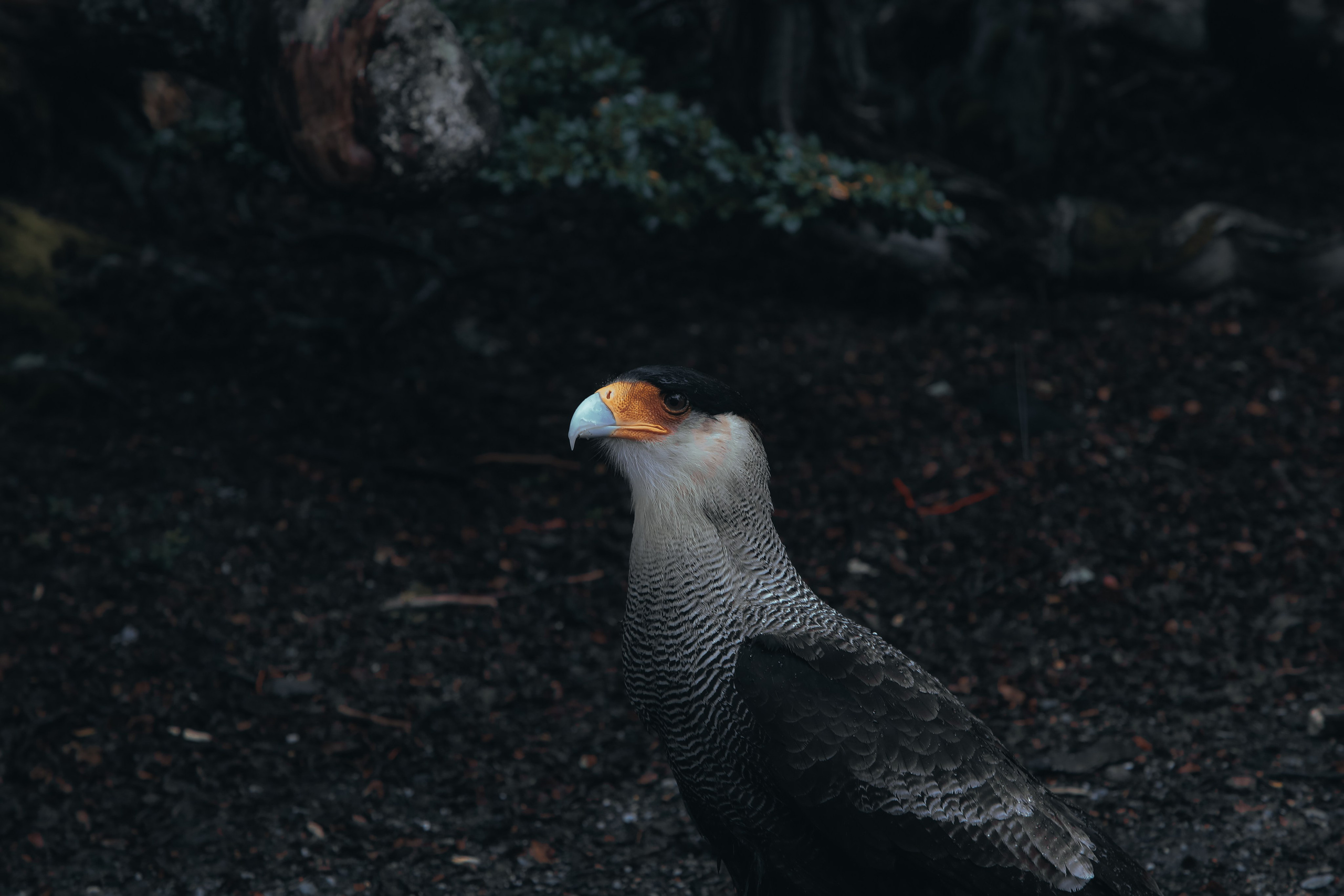 PATAGONIE. Photographe Karen Tatevosian