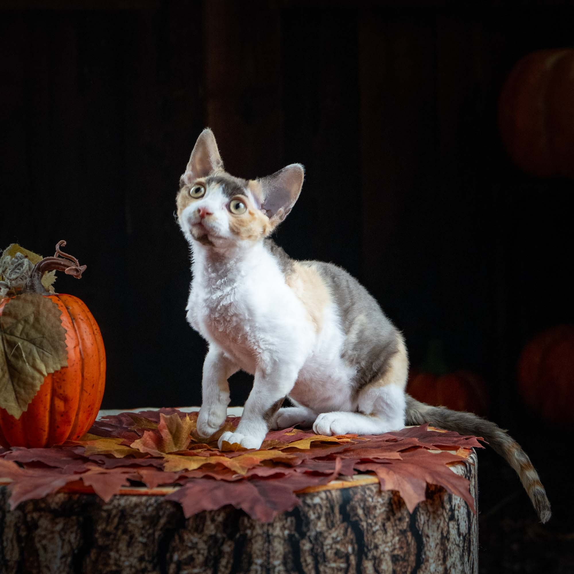 Dixie, girl, born on 06.06.24 SOLD. Devon Rex Pixie Cattery