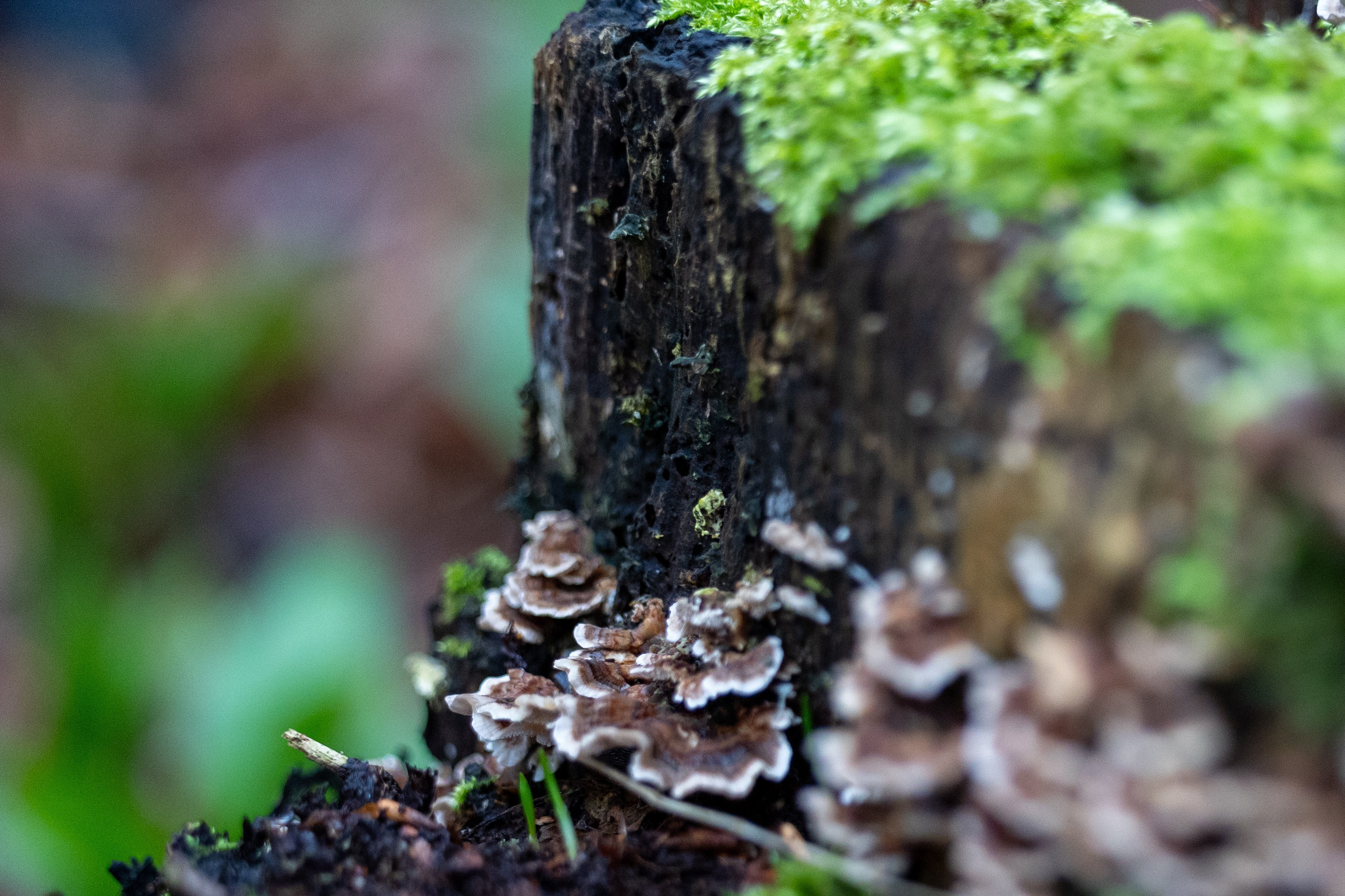 Forår. Fotograf Aarhus | Portrætfoto Århus | Flotte billeder