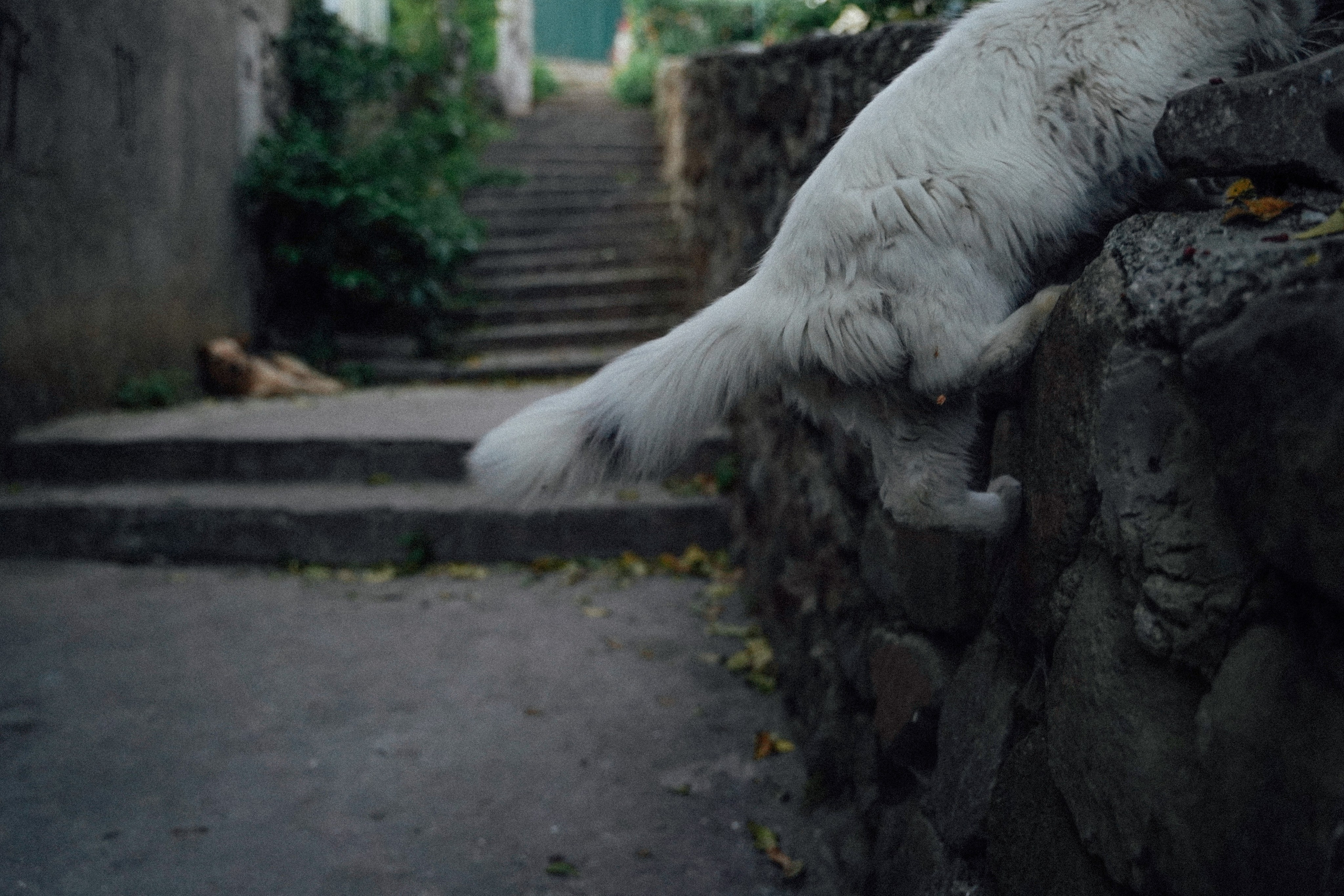 Кот шпедингера. Стрит-фотография, полная абсурда, идиотизма и красоты
