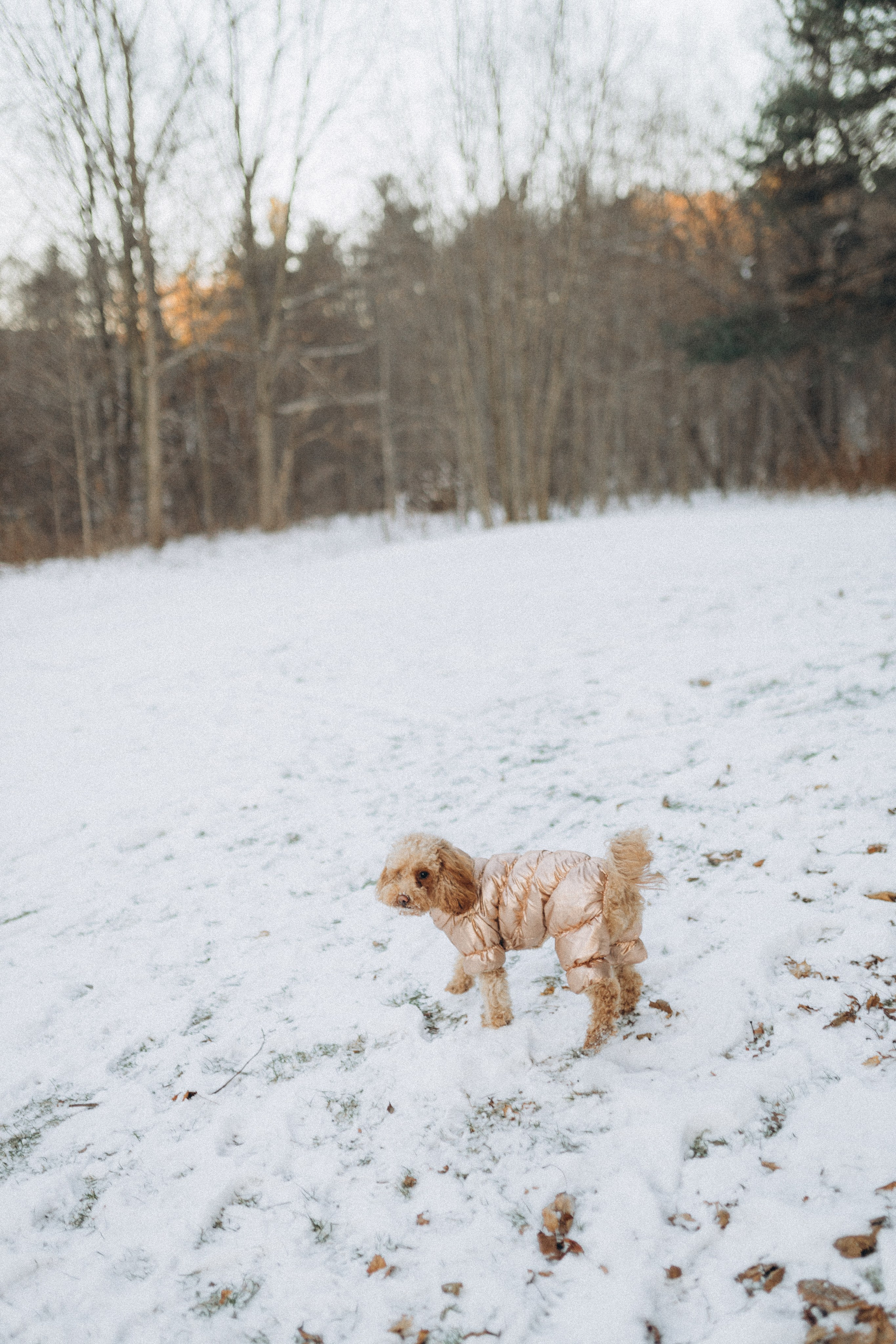 Winter magic. Chernenko.photography