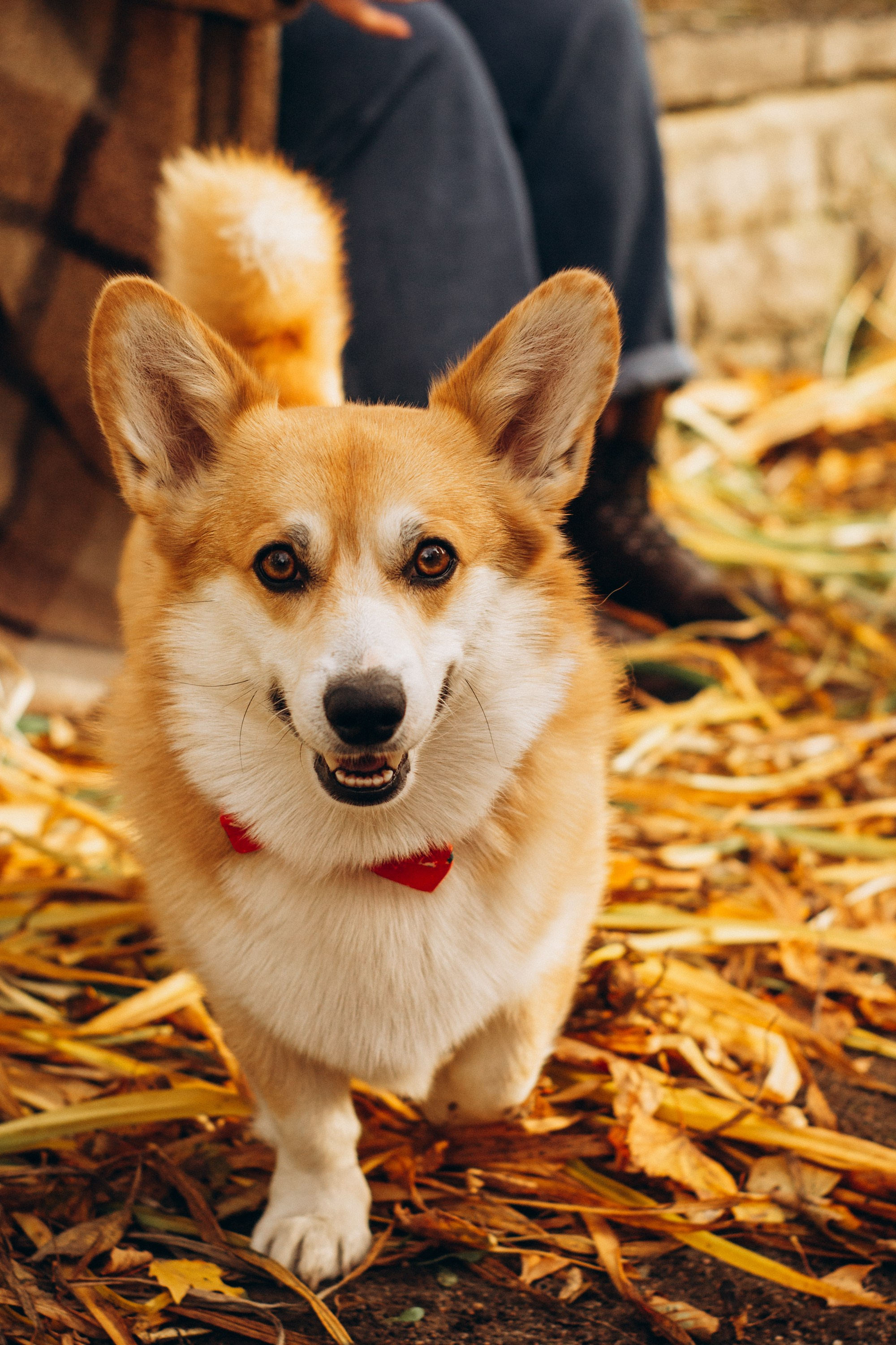 Corgi party, october. Kat Laisaar — Pet photographer in Tallinn