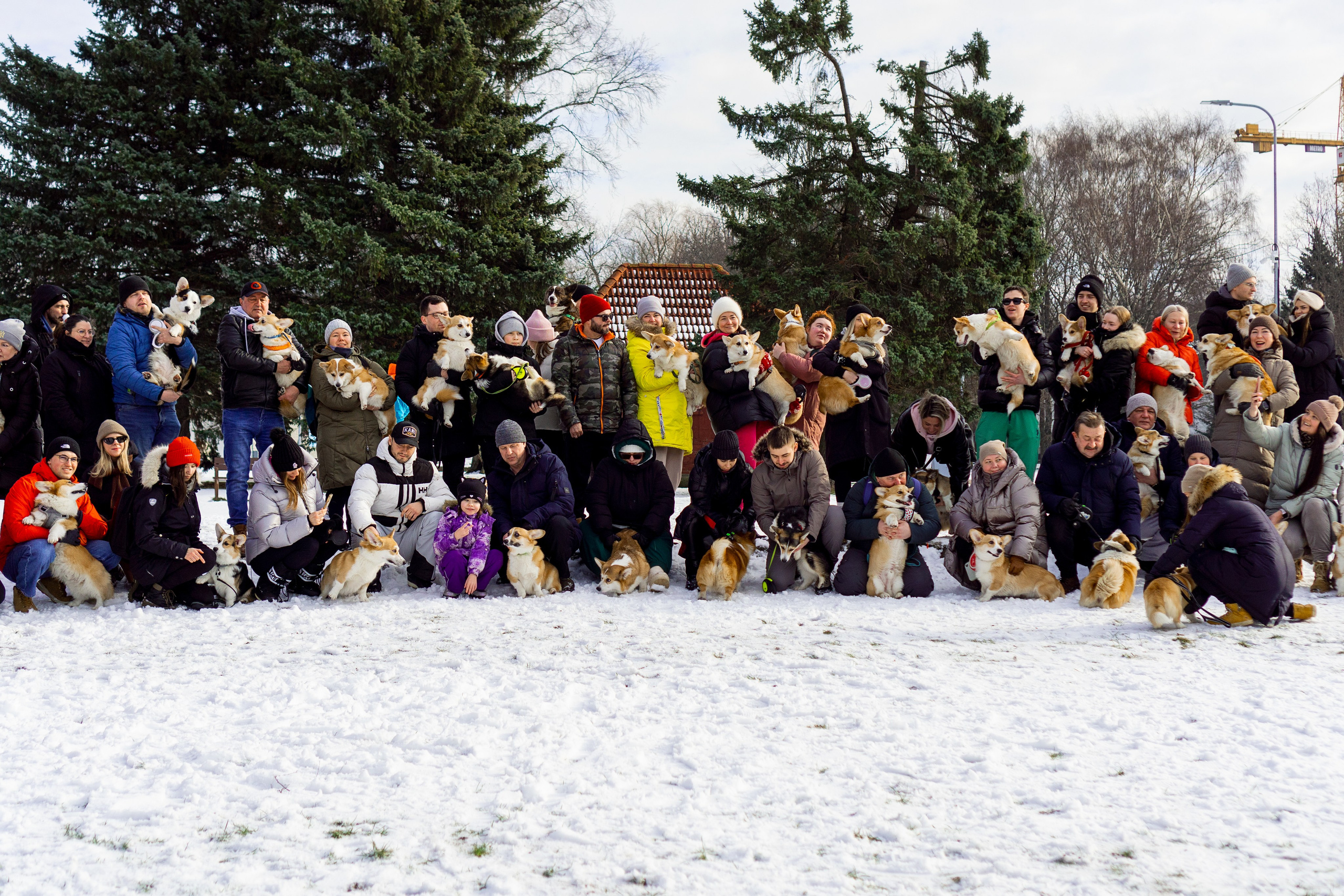 Corgi party, 23 feb. 2025. Kat Laisaar — Pet photographer in Tallinn