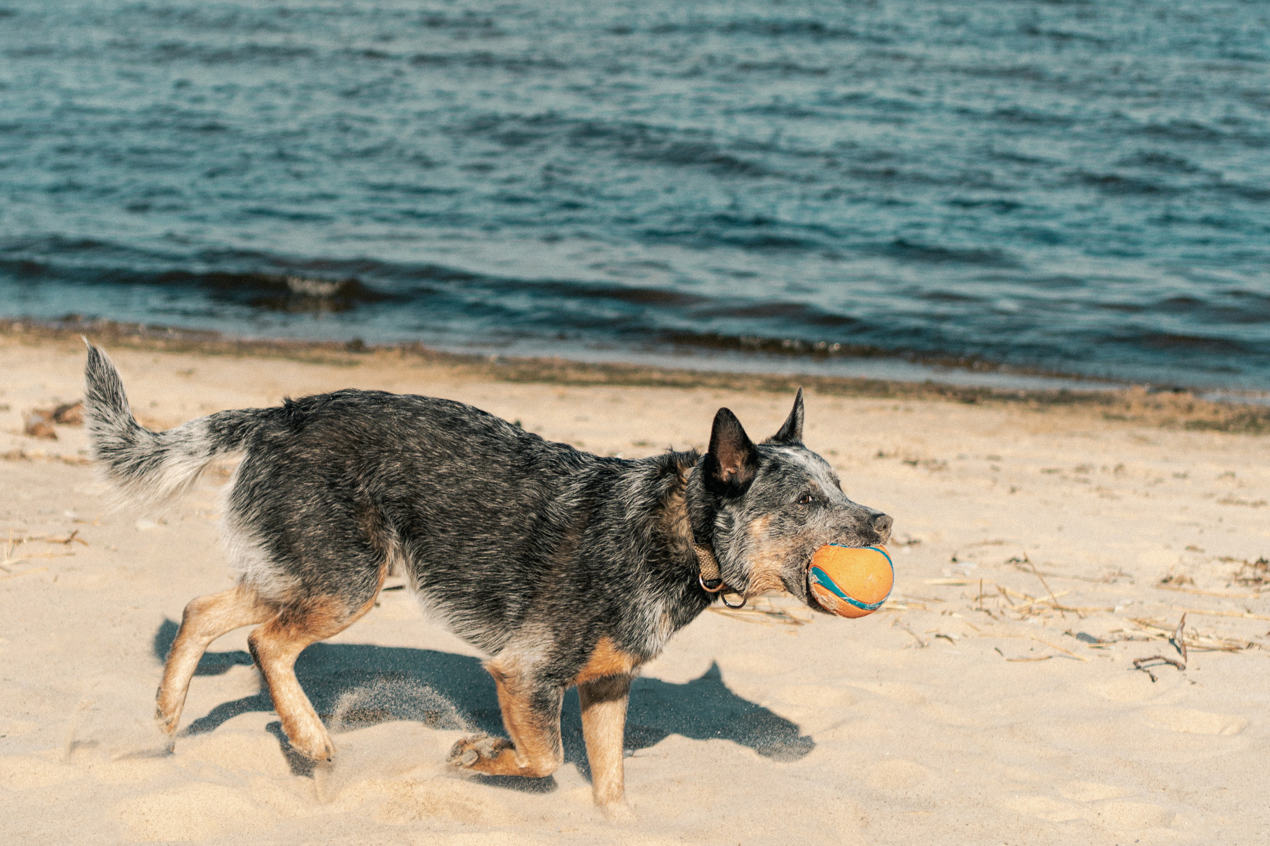 Oskar, Maria & Dmitrii. Kat Laisaar — Pet photographer in Tallinn